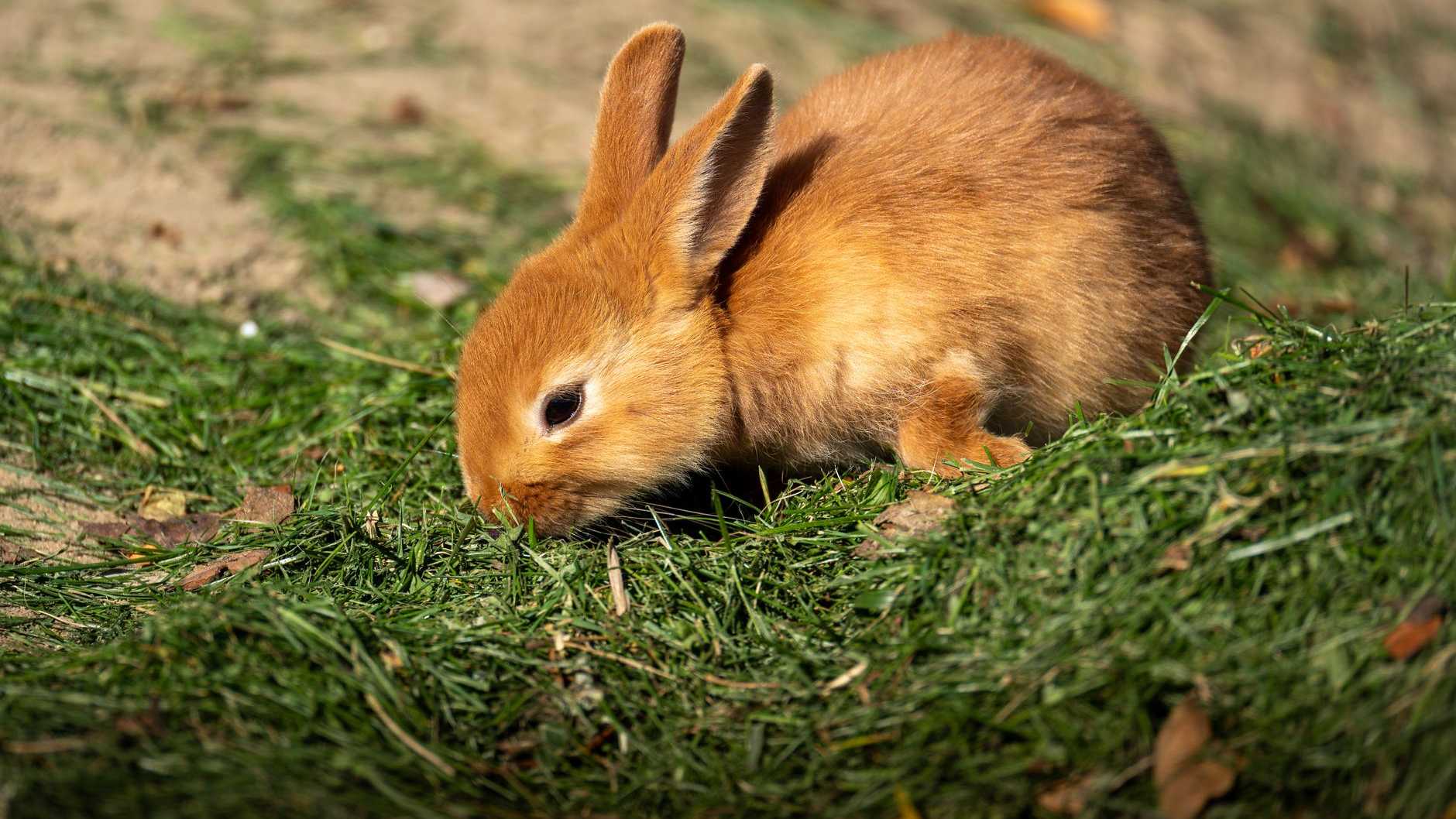 Ein niedliches junges Kaninchen, das an einem sonnigen Tag im Freien Gras zupft.