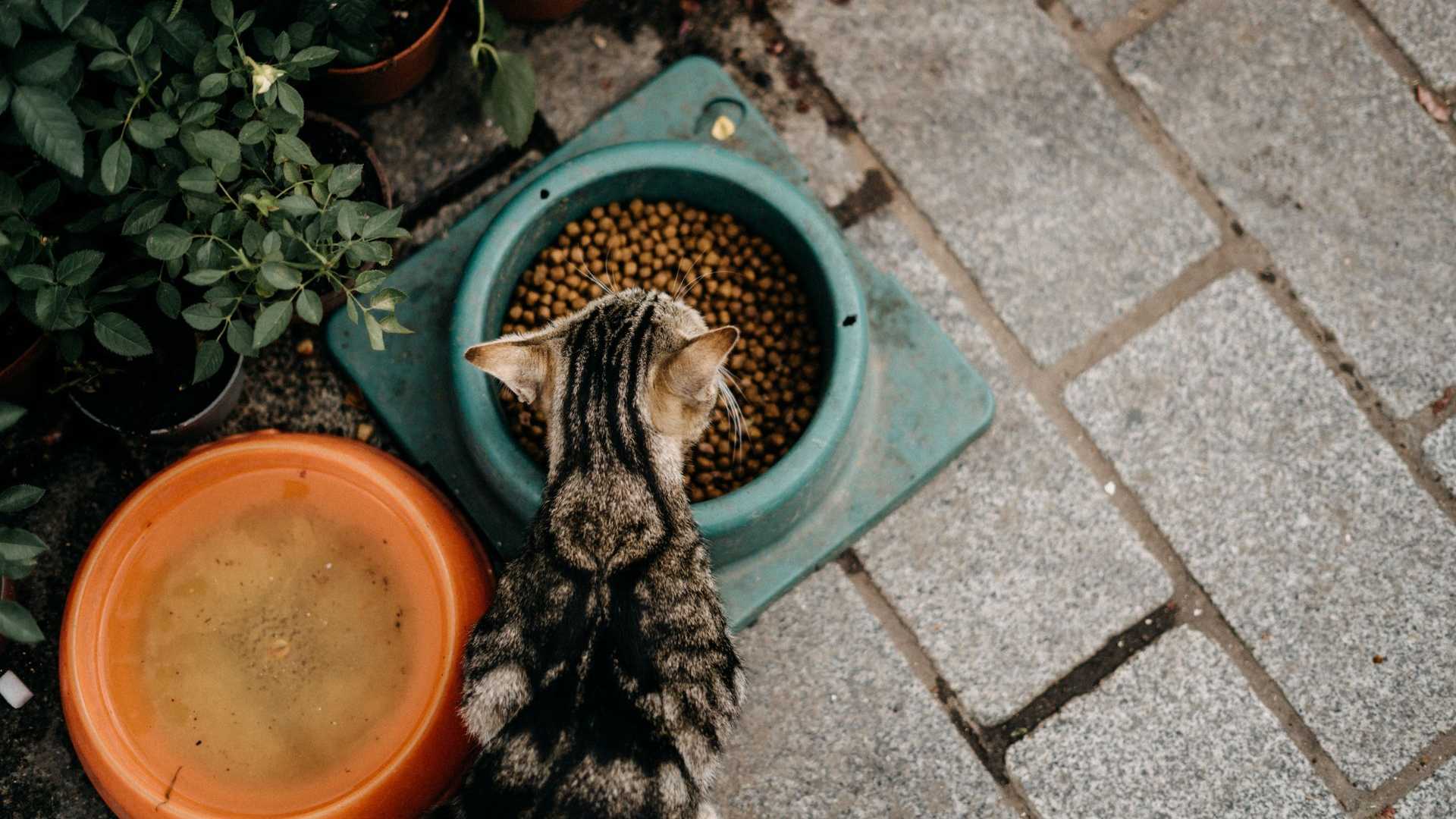 Eine Katze, die aus einem gefüllten Napf frisst