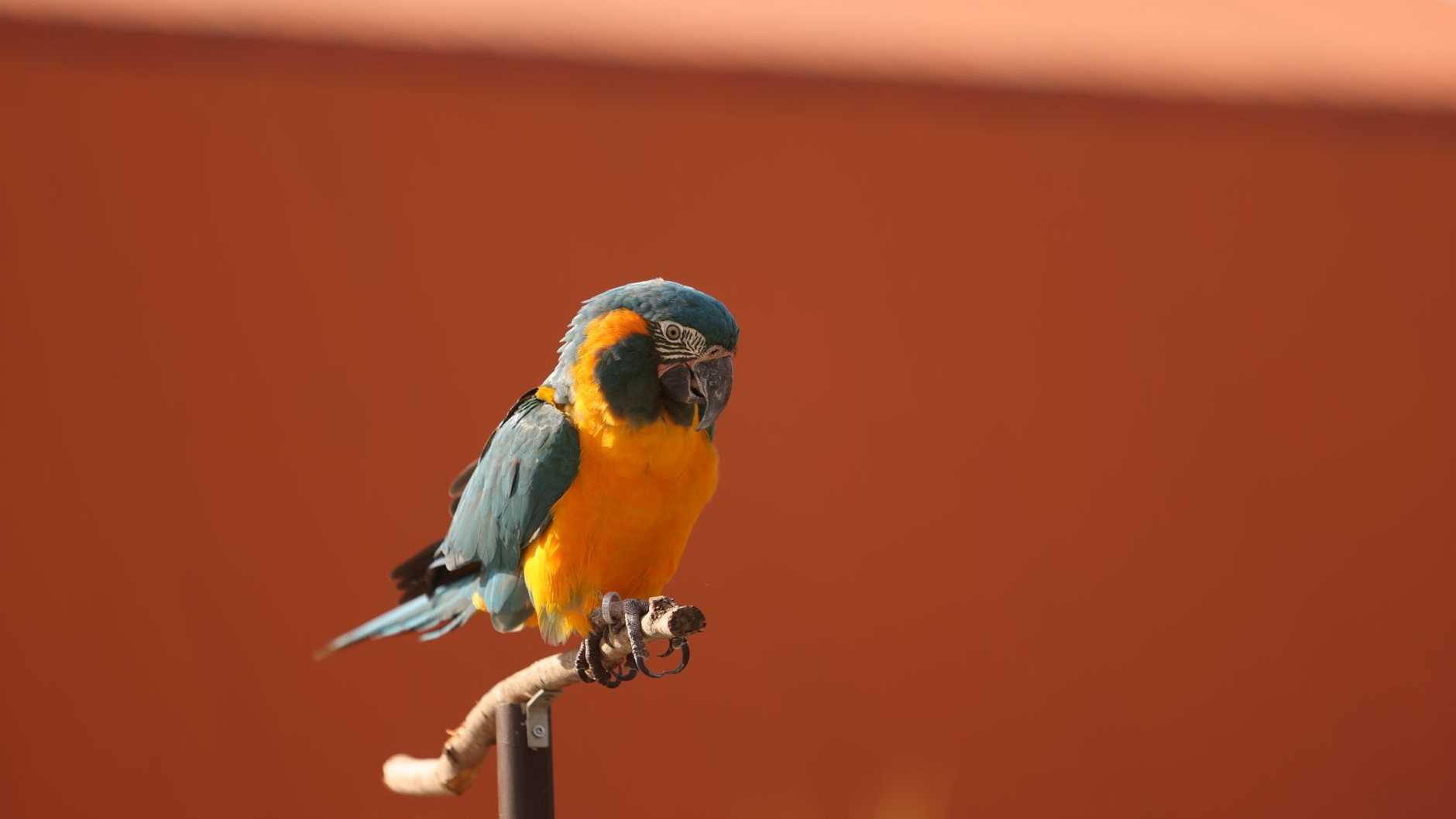 Vibranter Papagei mit blauen und gelben Gefieder, der auf einem Ast in sonniger Umgebung sitzt.