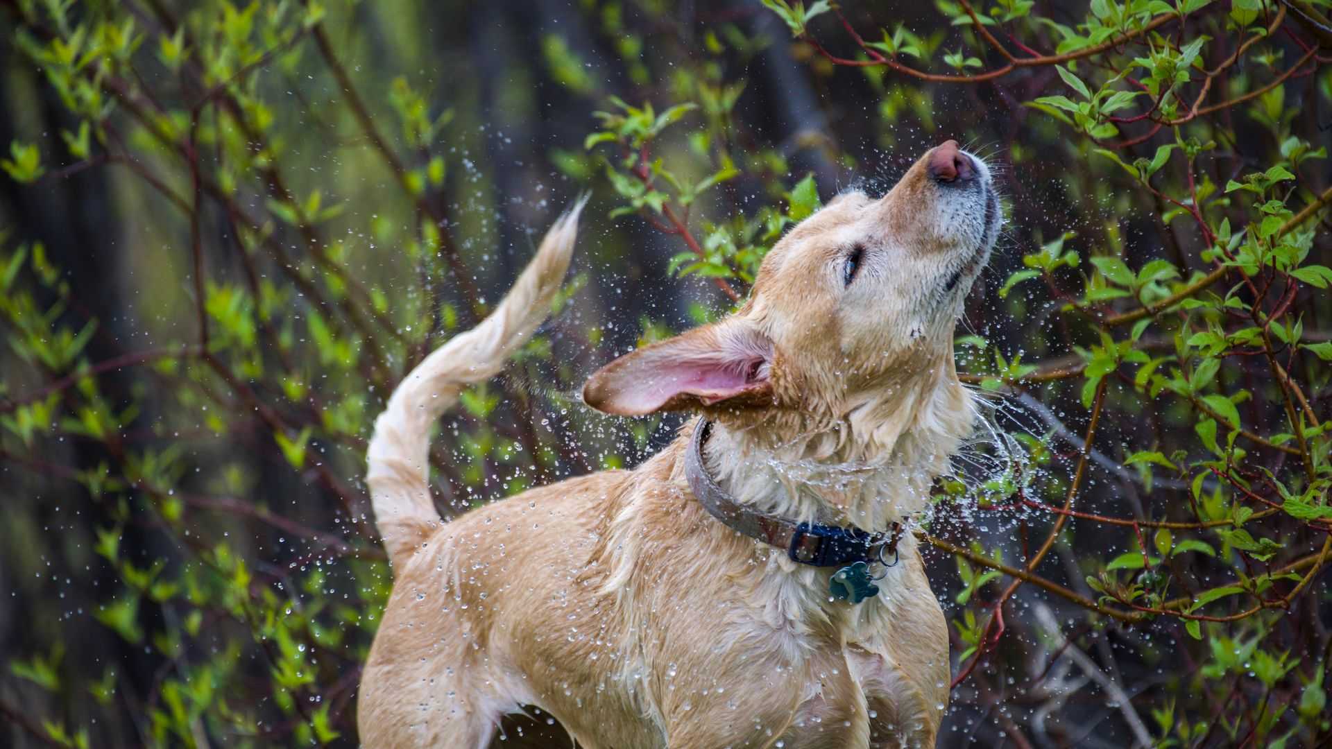 Ein nasser Labrador schüttelt Wasser ab