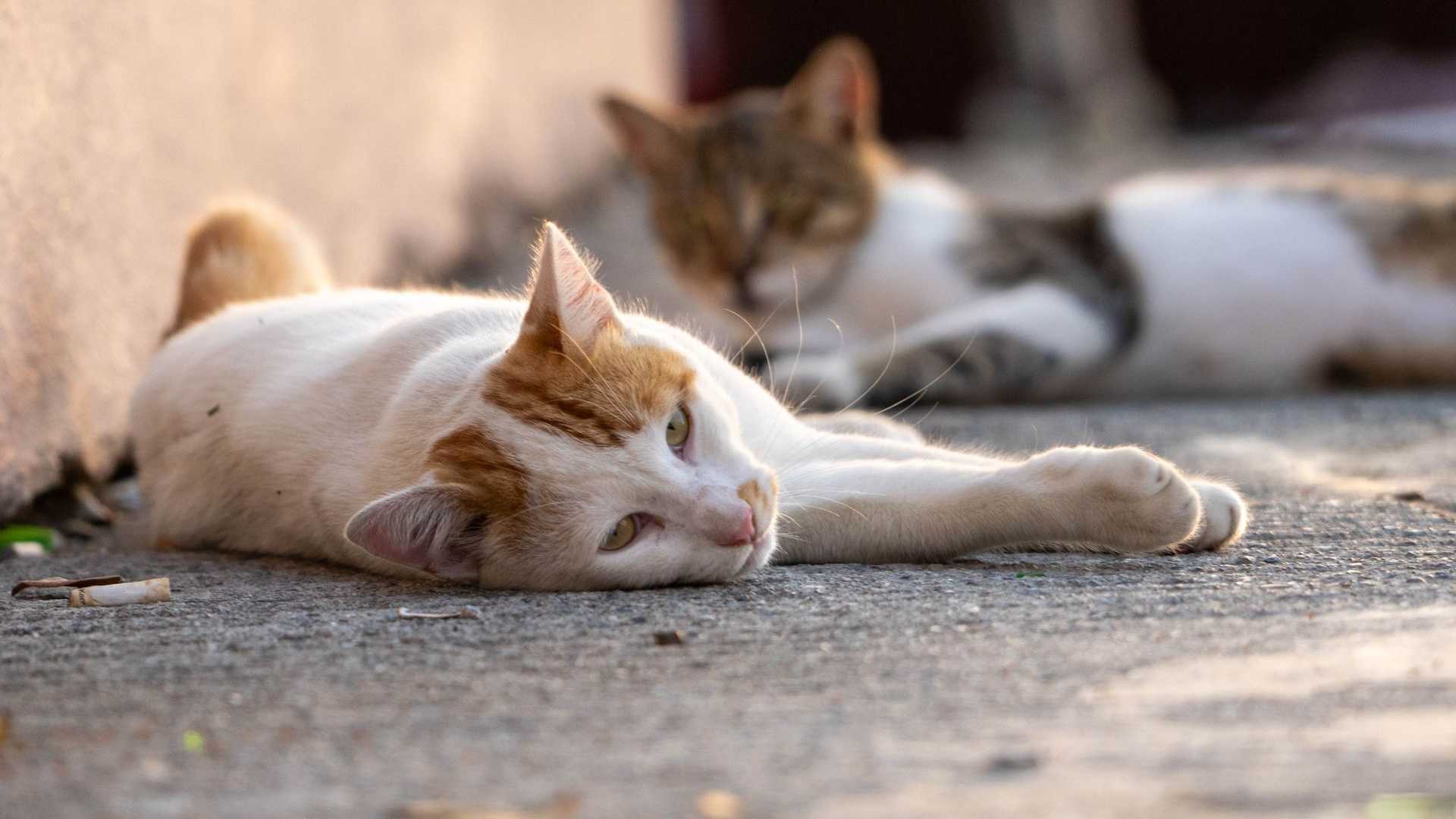Zwei erschöpfte Katzen, die auf dem Boden liegen