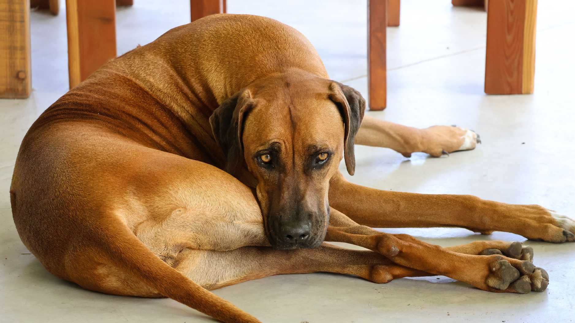 Ein Rhodesian Ridgeback ruht sich gemütlich im Haus aus und fängt so einen friedlichen Moment ein.
