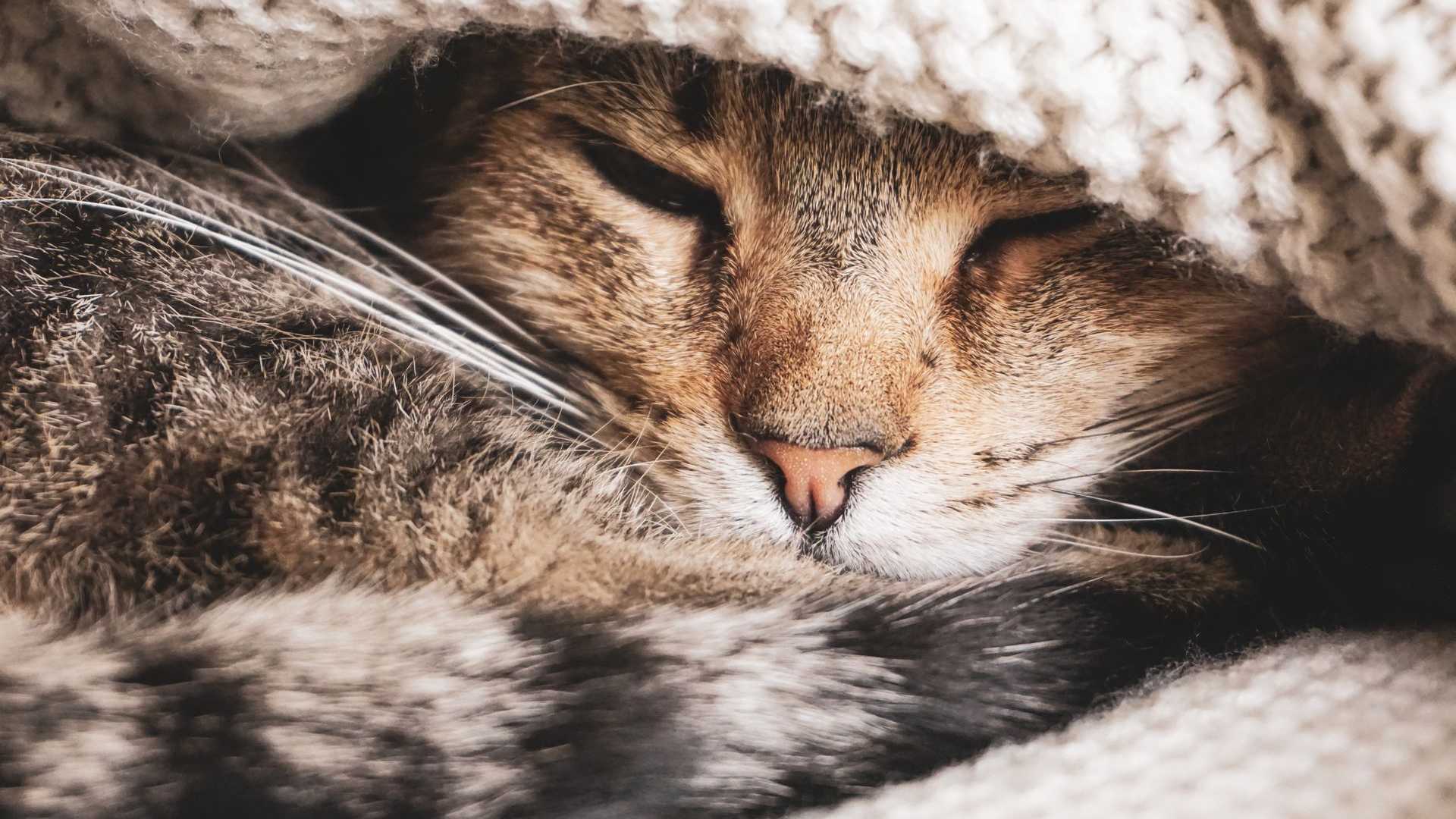 Schlafende Katze, eingewickelt in einer Decke