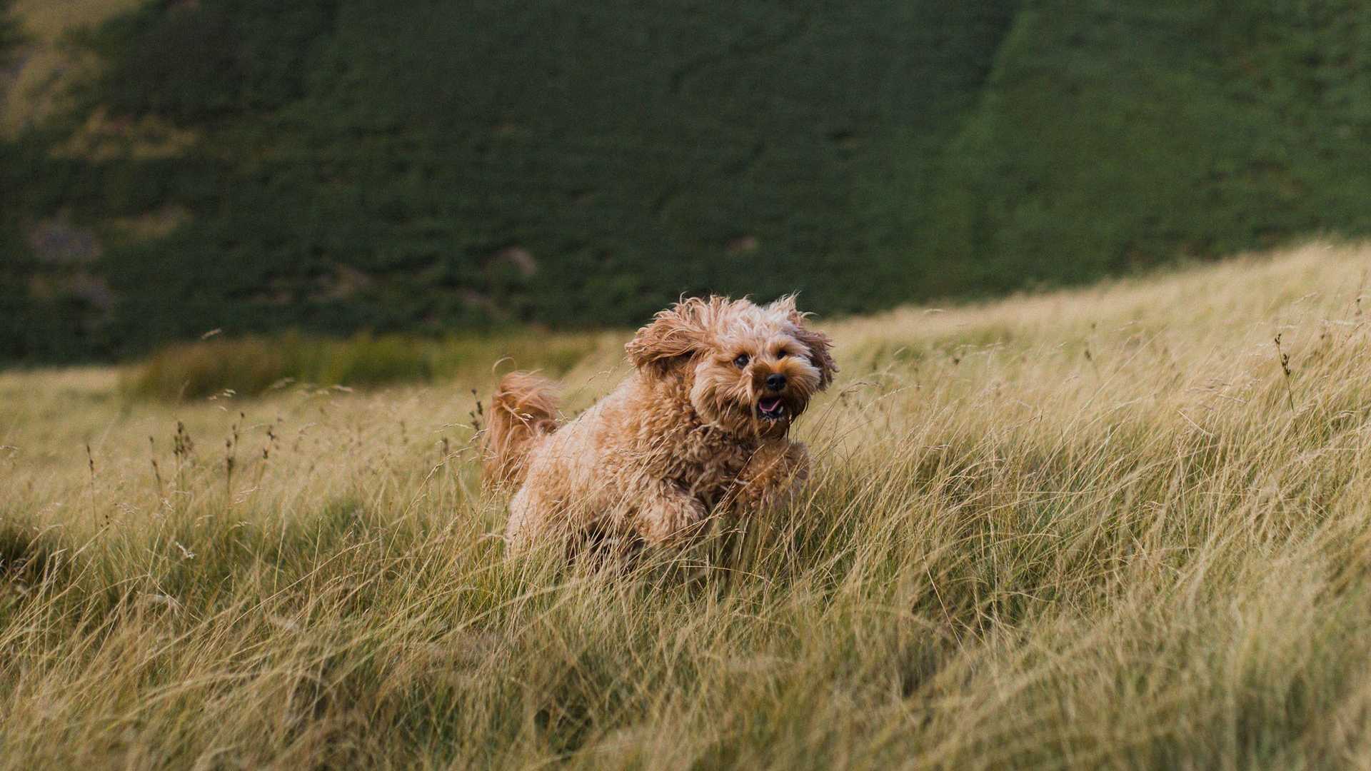 Ein fröhlicher Cockapoo, der über ein Feld rennt