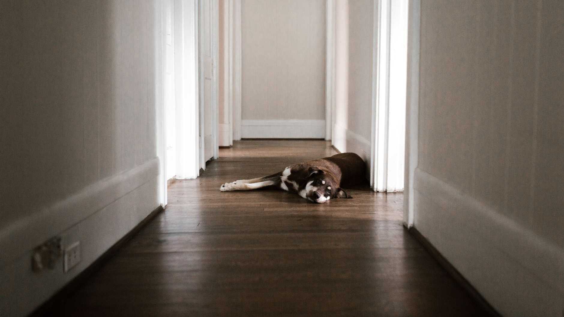Ein Hund liegt friedlich in einem ruhigen, gut beleuchteten Flur und vermittelt Ruhe.