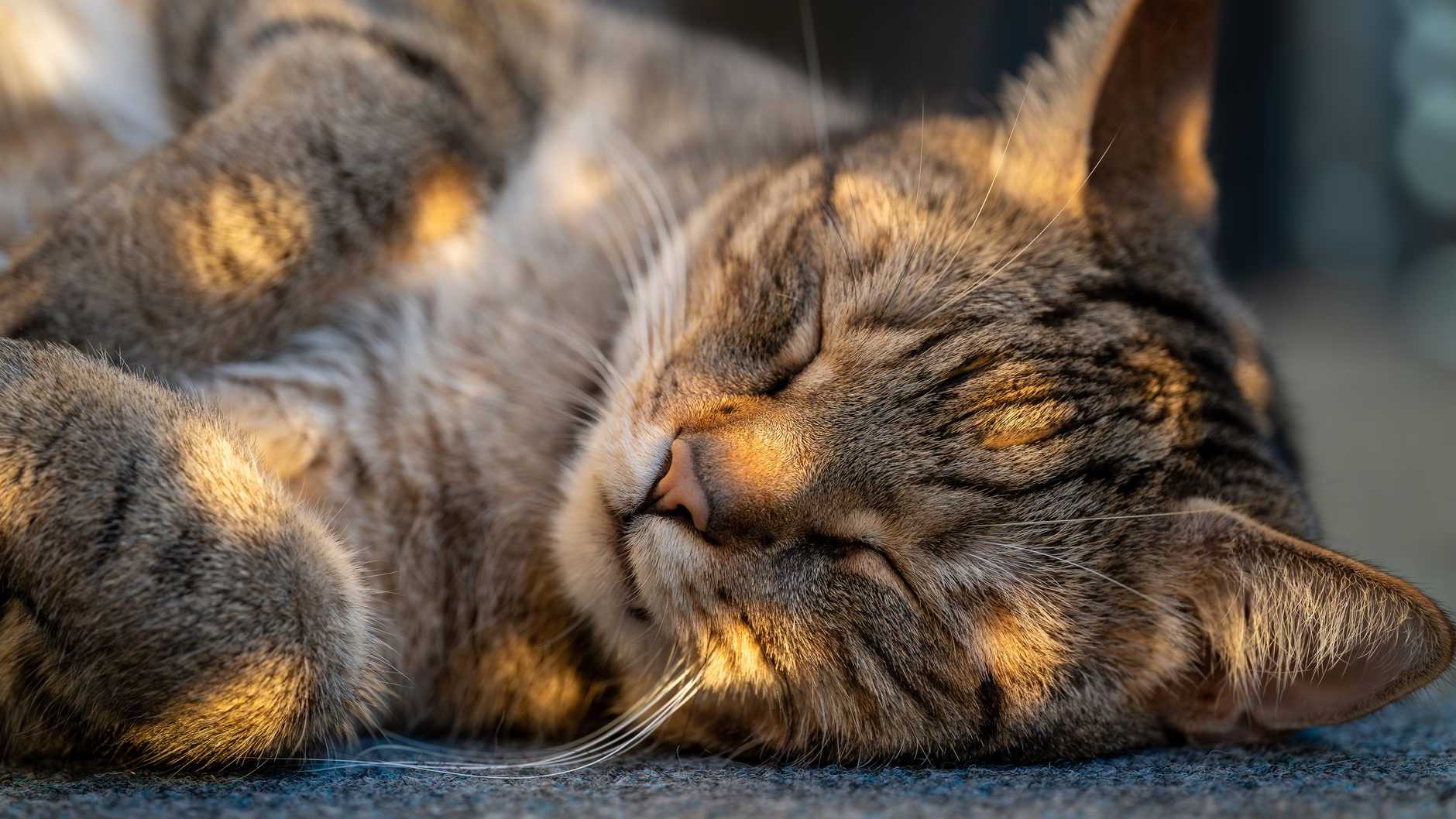 Eine Katze, die friedlich schläft und dabei von der Sonne angestrahlt wird