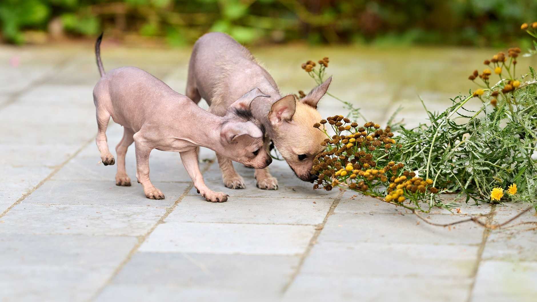 Zwei haarlose Xoloitzcuintli-Welpen erkunden neugierig Blumen auf einem gepflasterten Weg im Freien.