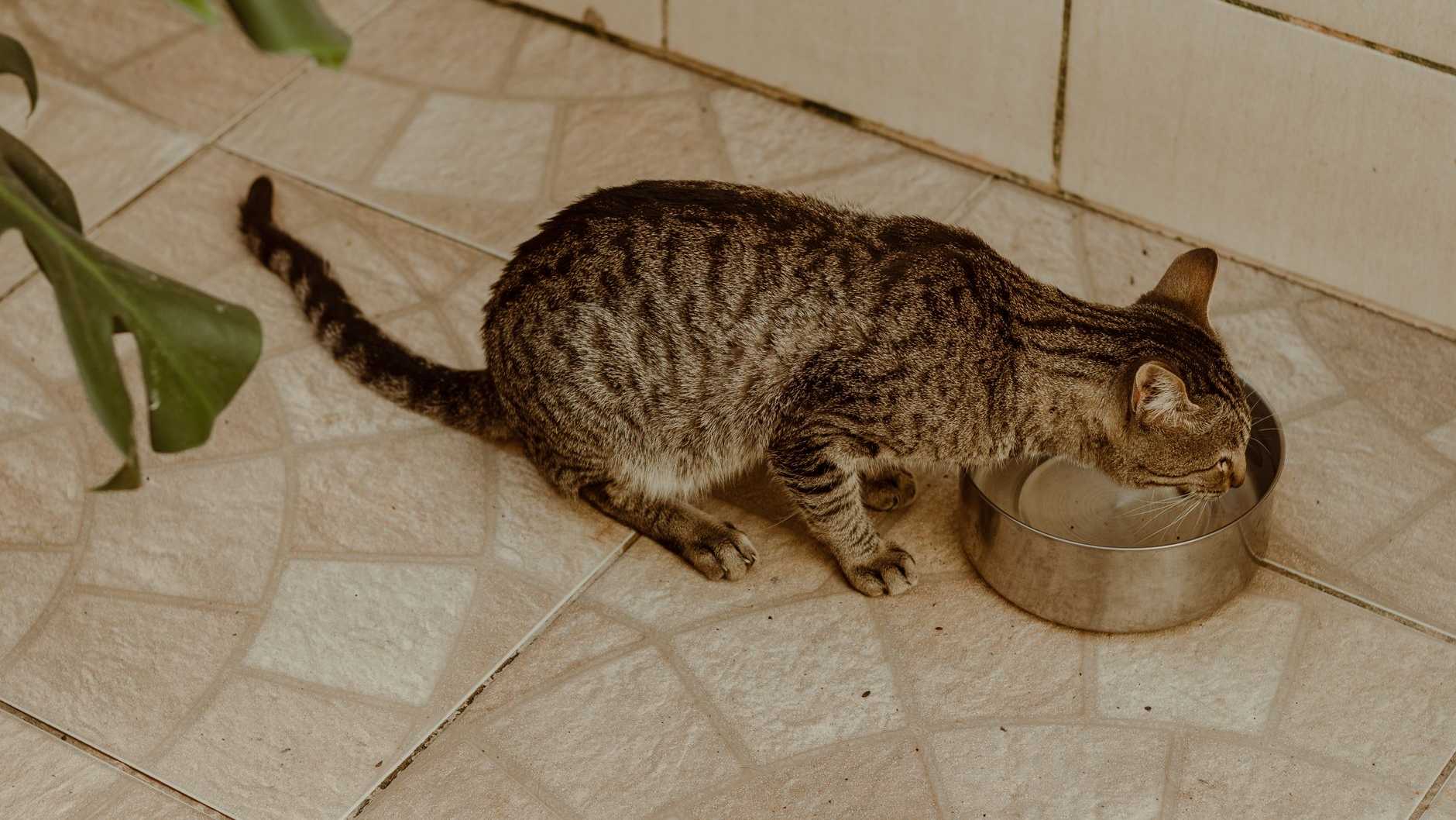 Adorable getiegerter Kater stillt seinen Durst aus einer Edelstahlschüssel auf einem gefliesten Boden drinnen