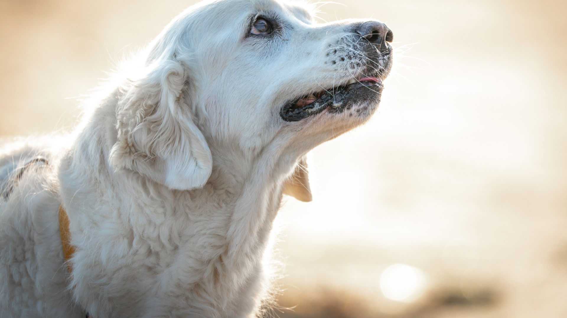 Charmante Nahaufnahme eines Golden Retrievers, der sich im warmen Licht im Freien sonnt