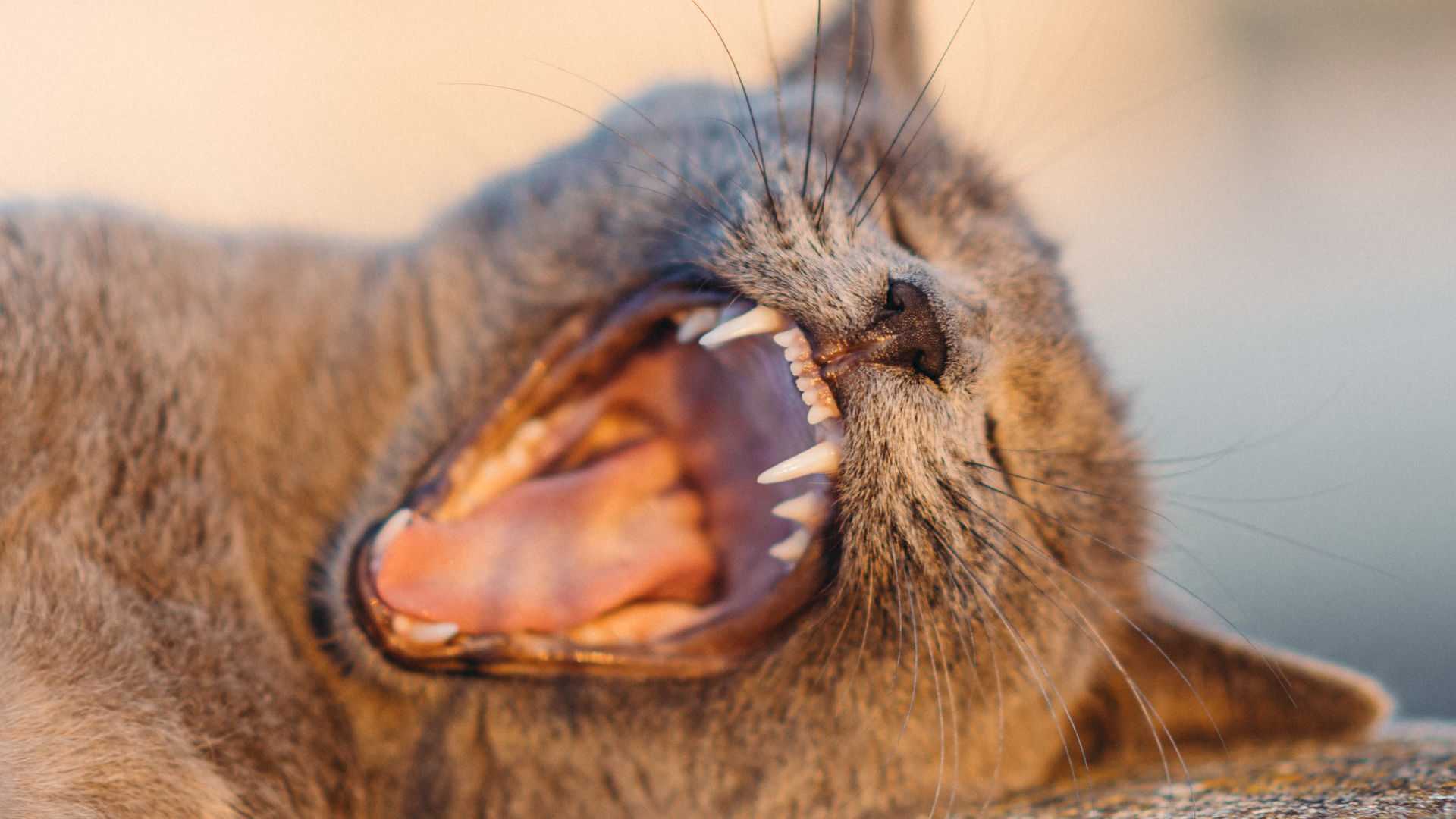 Eine detaillierte Nahaufnahme einer gähnenden Katze, die scharfe Zähne und Schnurrhaare in einer warmen Außenumgebung zeigt