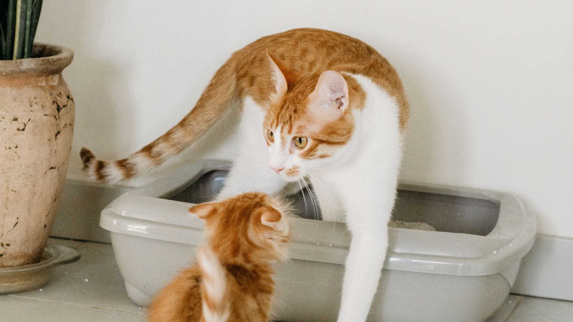 Eine getigerte Katzenmutter und ihr Kätzchen interagieren im Haus in der Nähe einer Katzentoilette