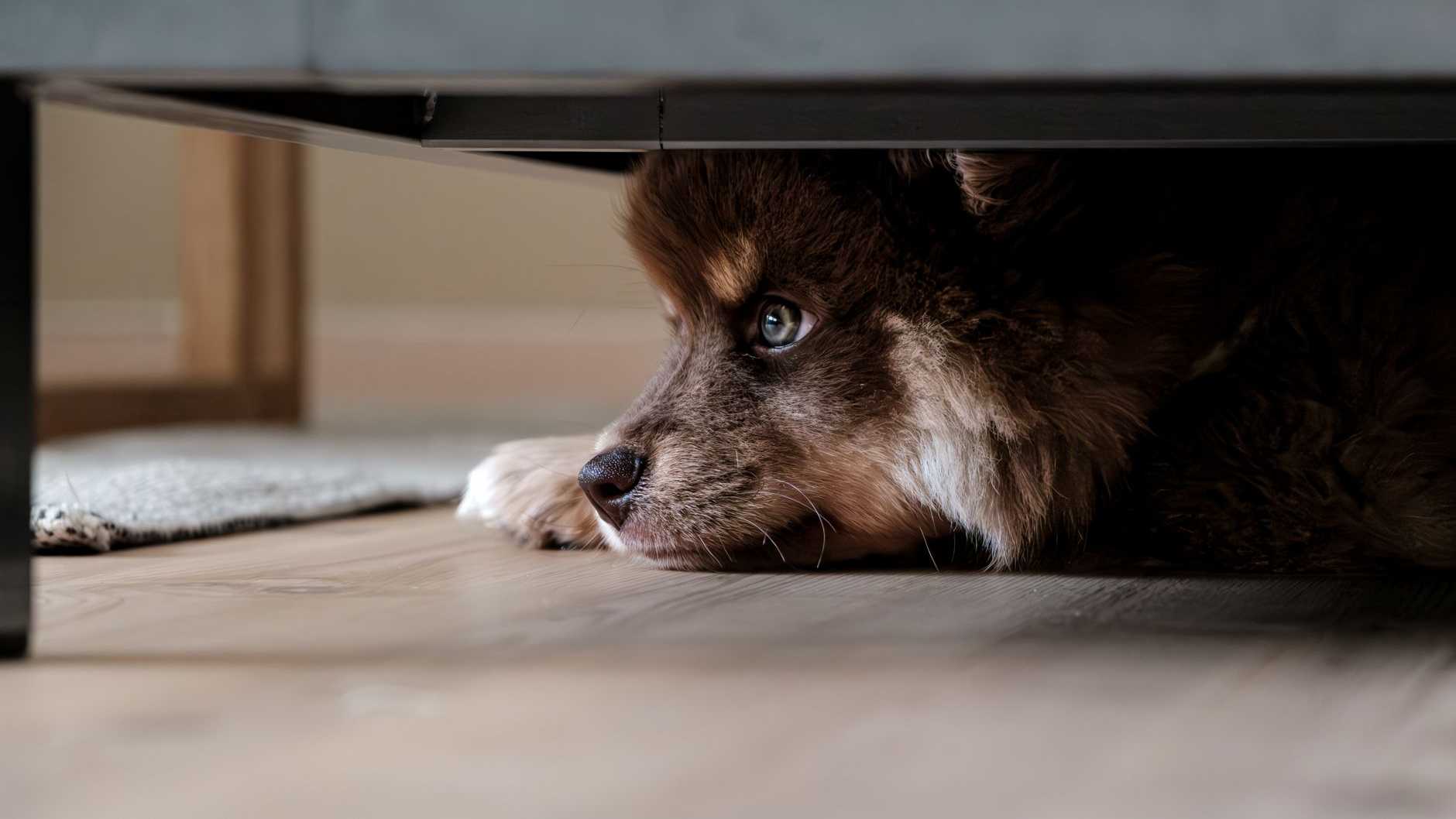 Ein flauschiger Hund versteckt sich ruhig unter einem Sofa und fängt einen Moment der Ruhe und Neugier ein.