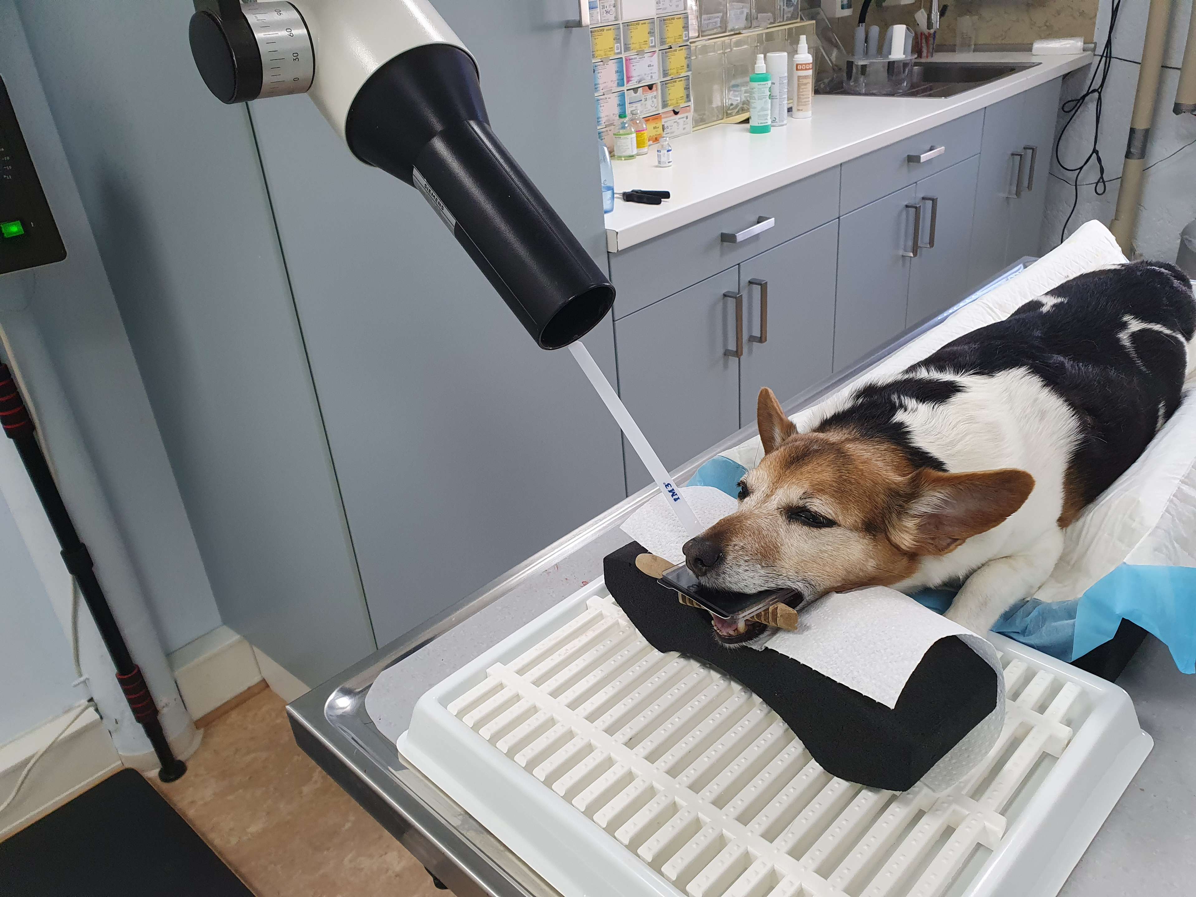 Ansicht 4 von Dr.med.vet. Andre Synilo Tierärztliche Praxis