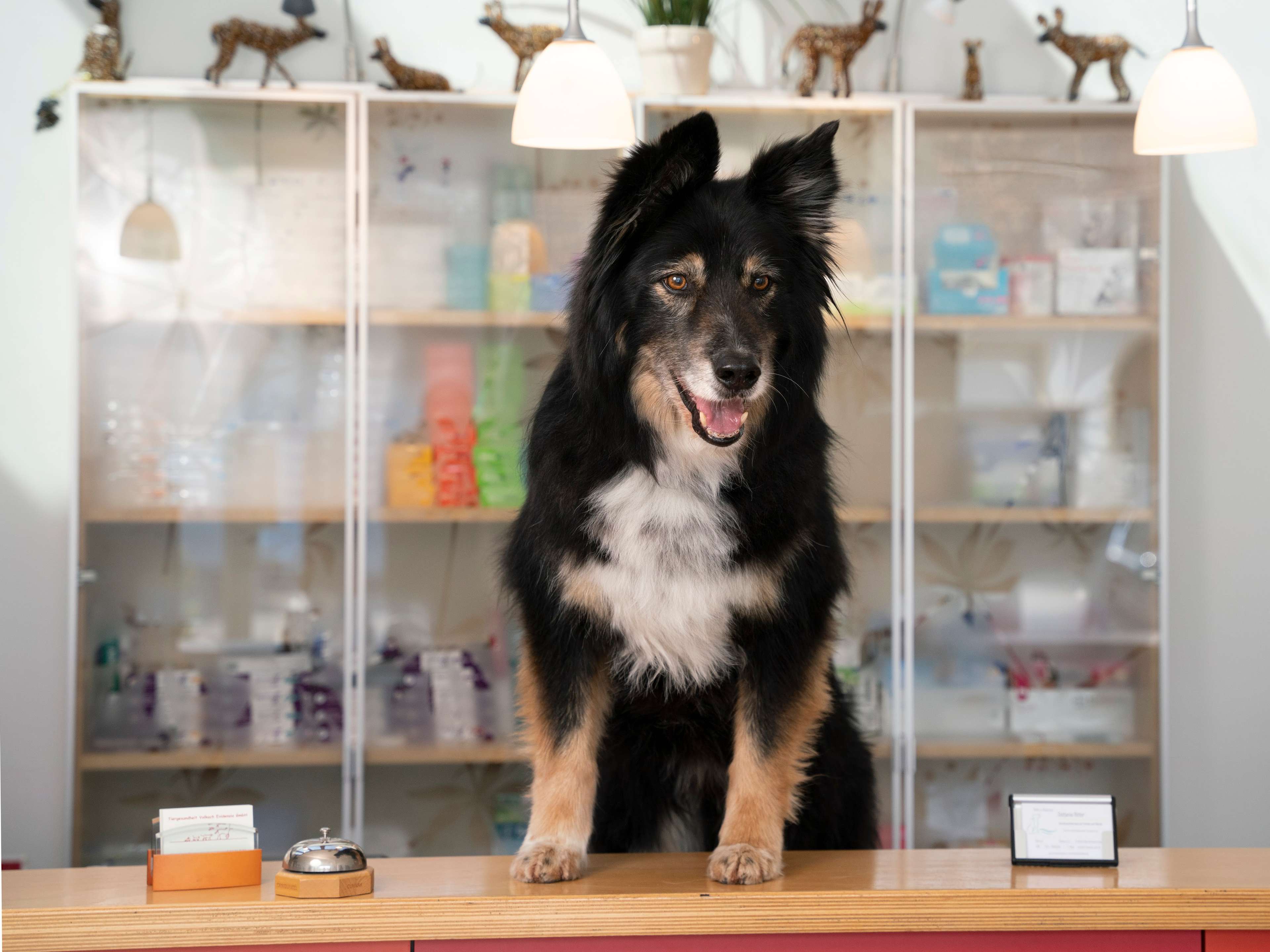 Ansicht 1 von Tiergesundheit Volkach