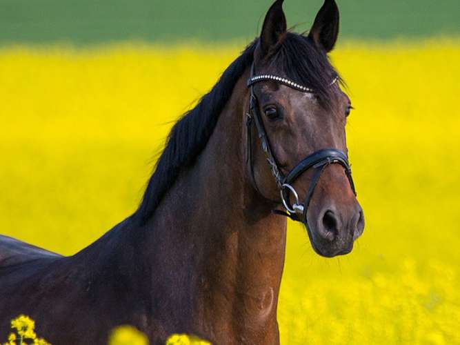 Ansicht 5 von Dr. med. vet. Helga Schrop | Tierärztin für Pferde