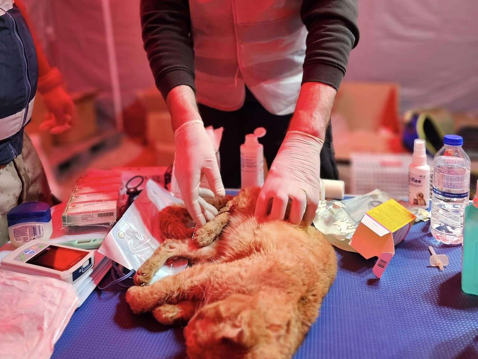 Ansicht 3 von Dr. med.vet. Thomas Dirks