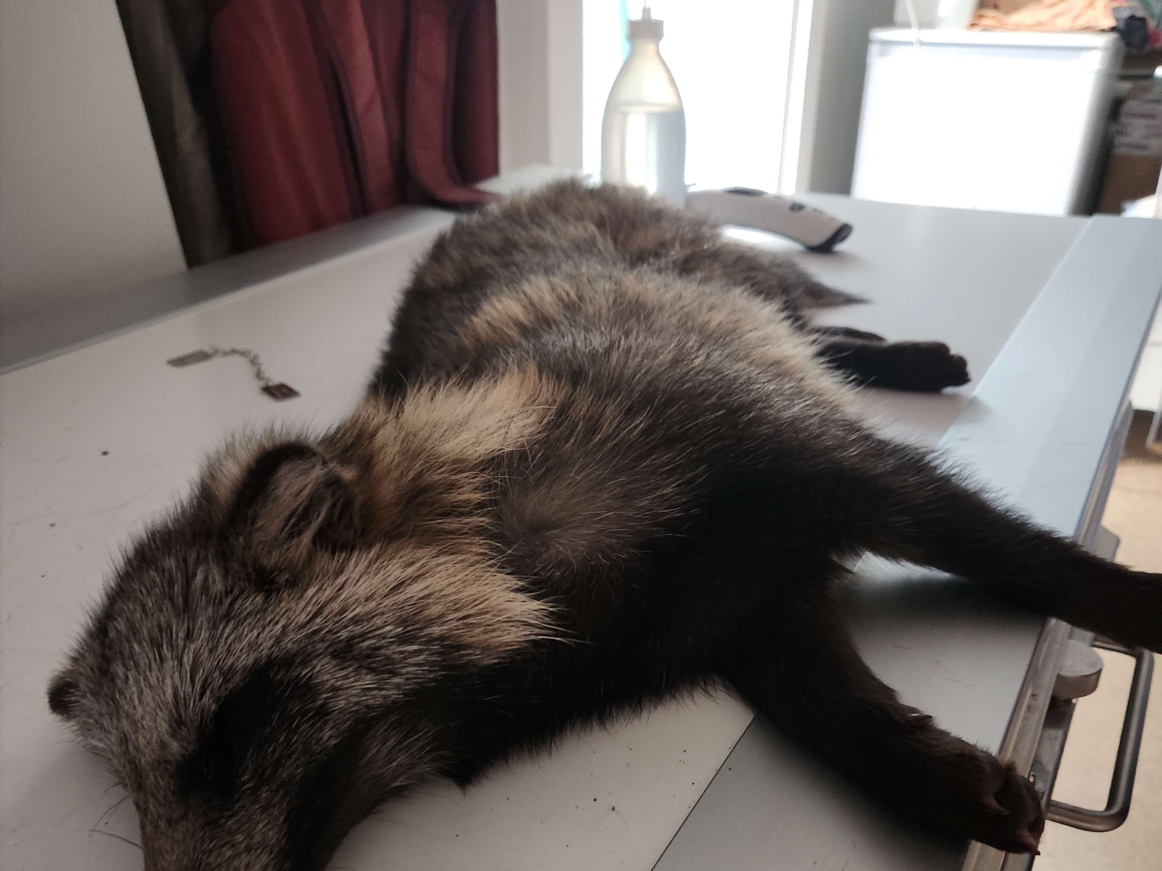 Ansicht 3 von Tierarztpraxis Schönefeld Dr. Kupsch / TA Widder