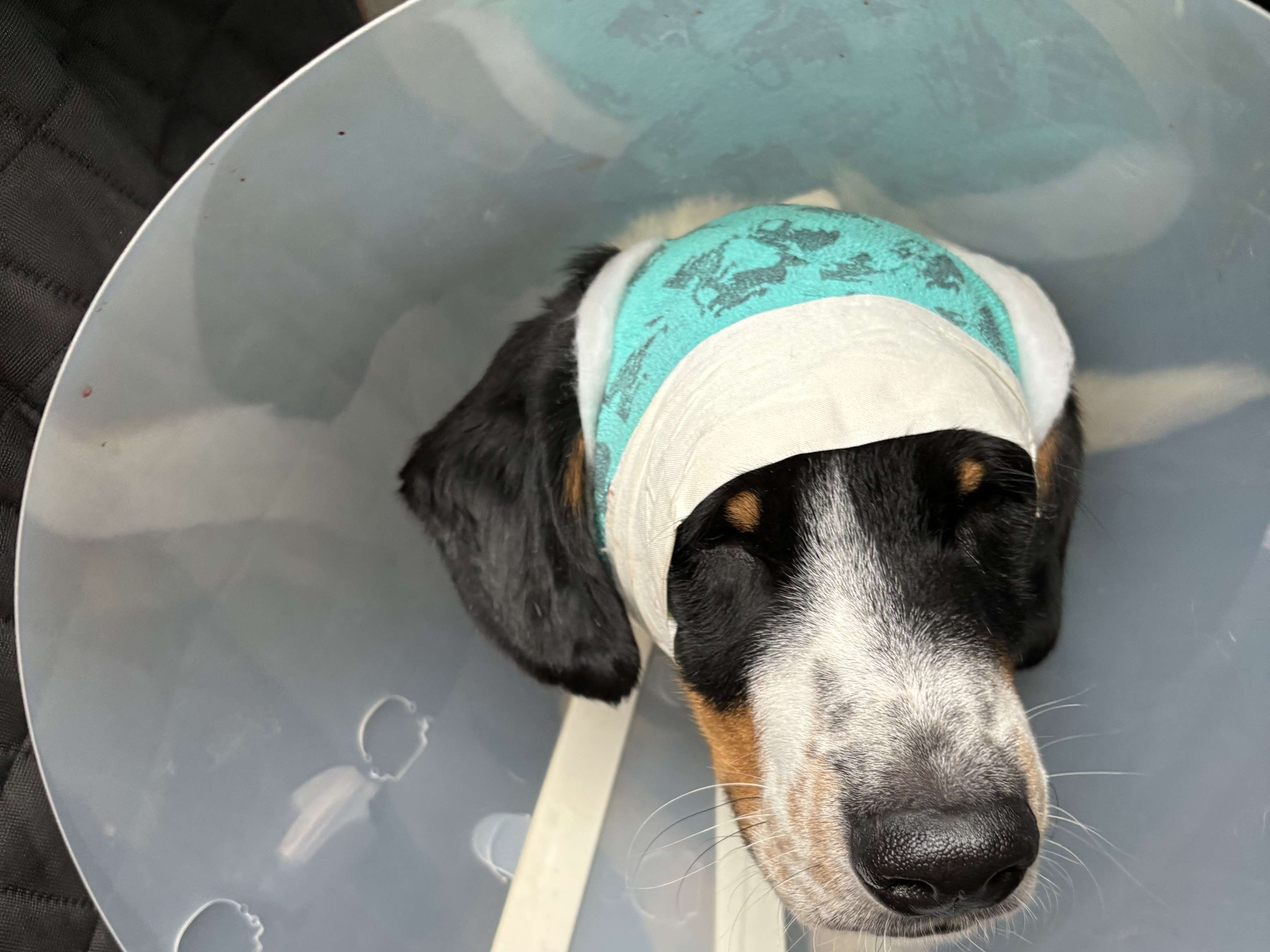 Ansicht 3 von Tierarzt Vallendar, Tierärztliche Gemeinschaftspraxis Emmerich & Häberlein