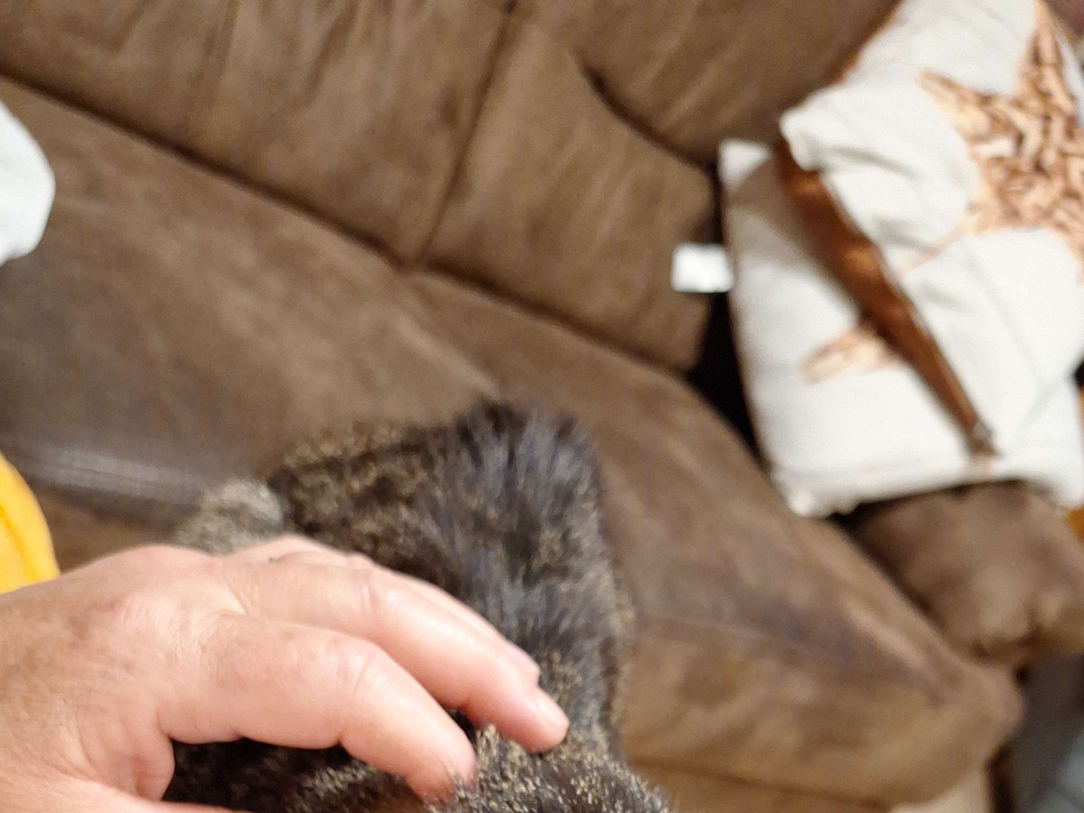Ansicht 2 von felmo Mobiler Tierarzt Köln