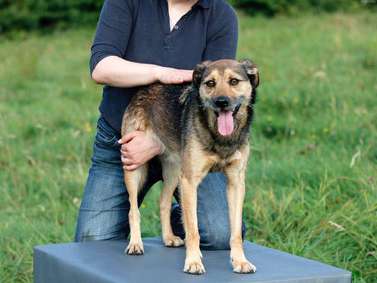 Ansicht 1 von Tierärztliche Praxis für Chiropraktik - Dr. med. vet. Johanna Nesemann