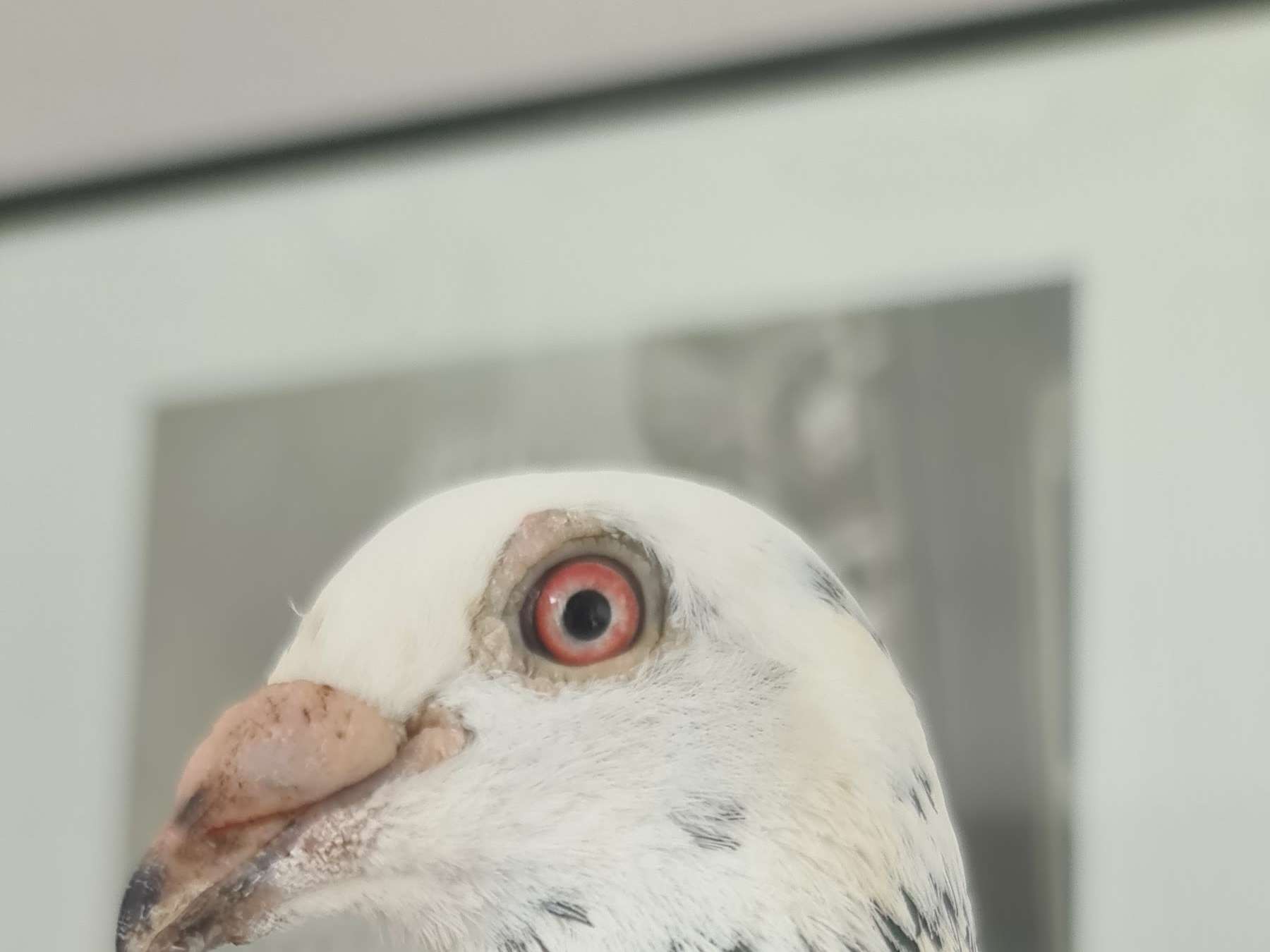 Ansicht 3 von Tierarztpraxis Neukieritzsch