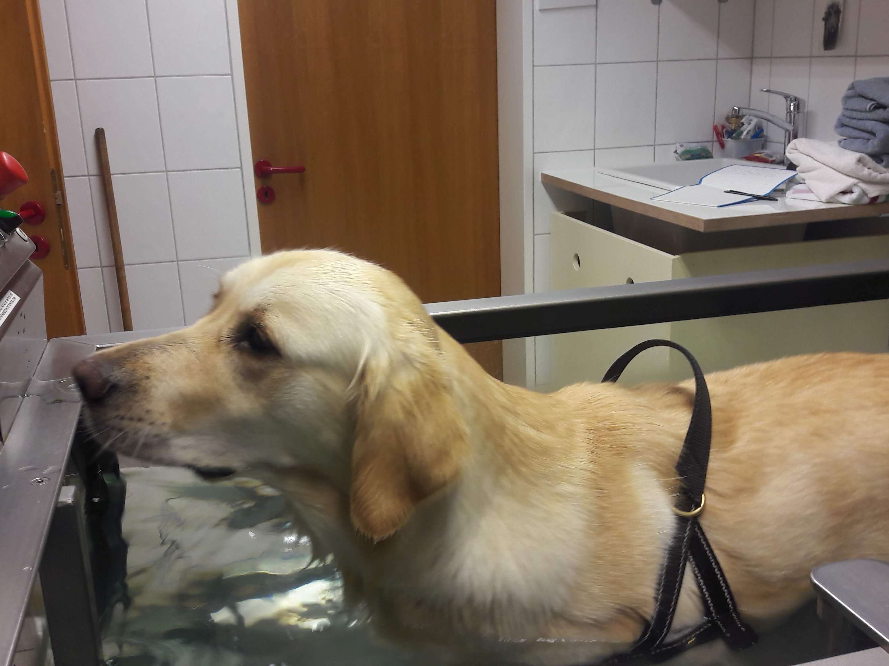 Ansicht 1 von Modrei Karla Dr.med.vet. Tierärztin