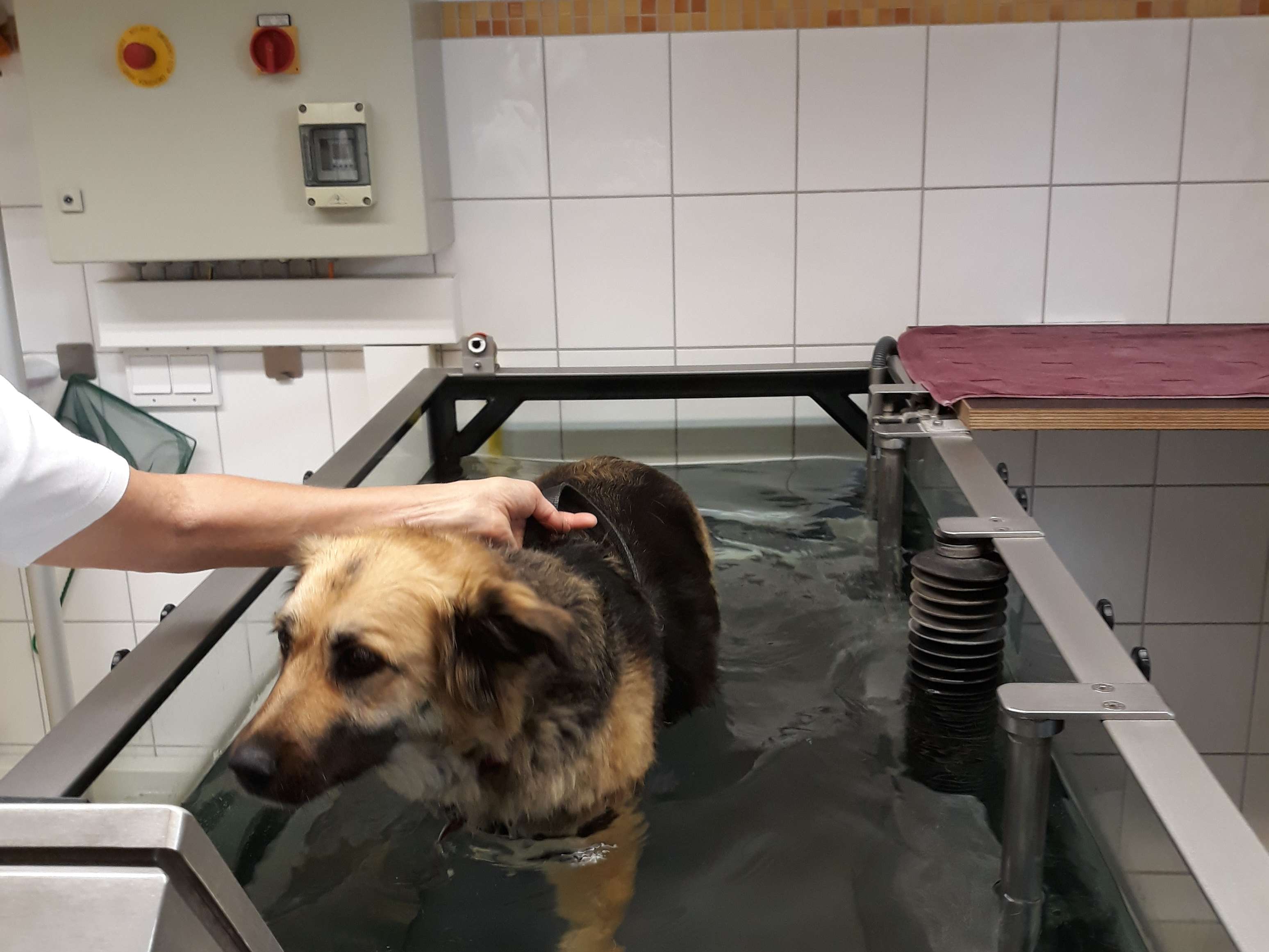 Ansicht 3 von Modrei Karla Dr.med.vet. Tierärztin