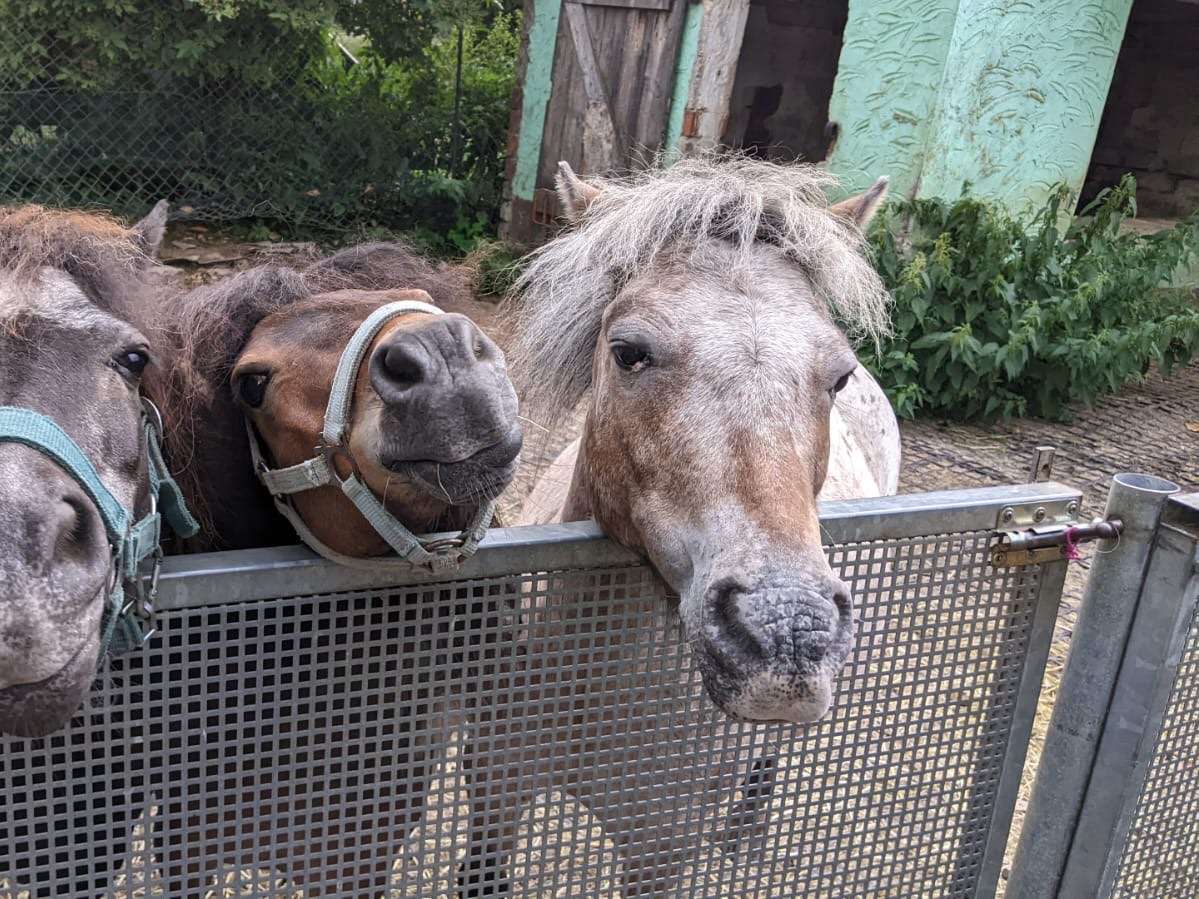 Ansicht 1 von Ponyhof Karger
