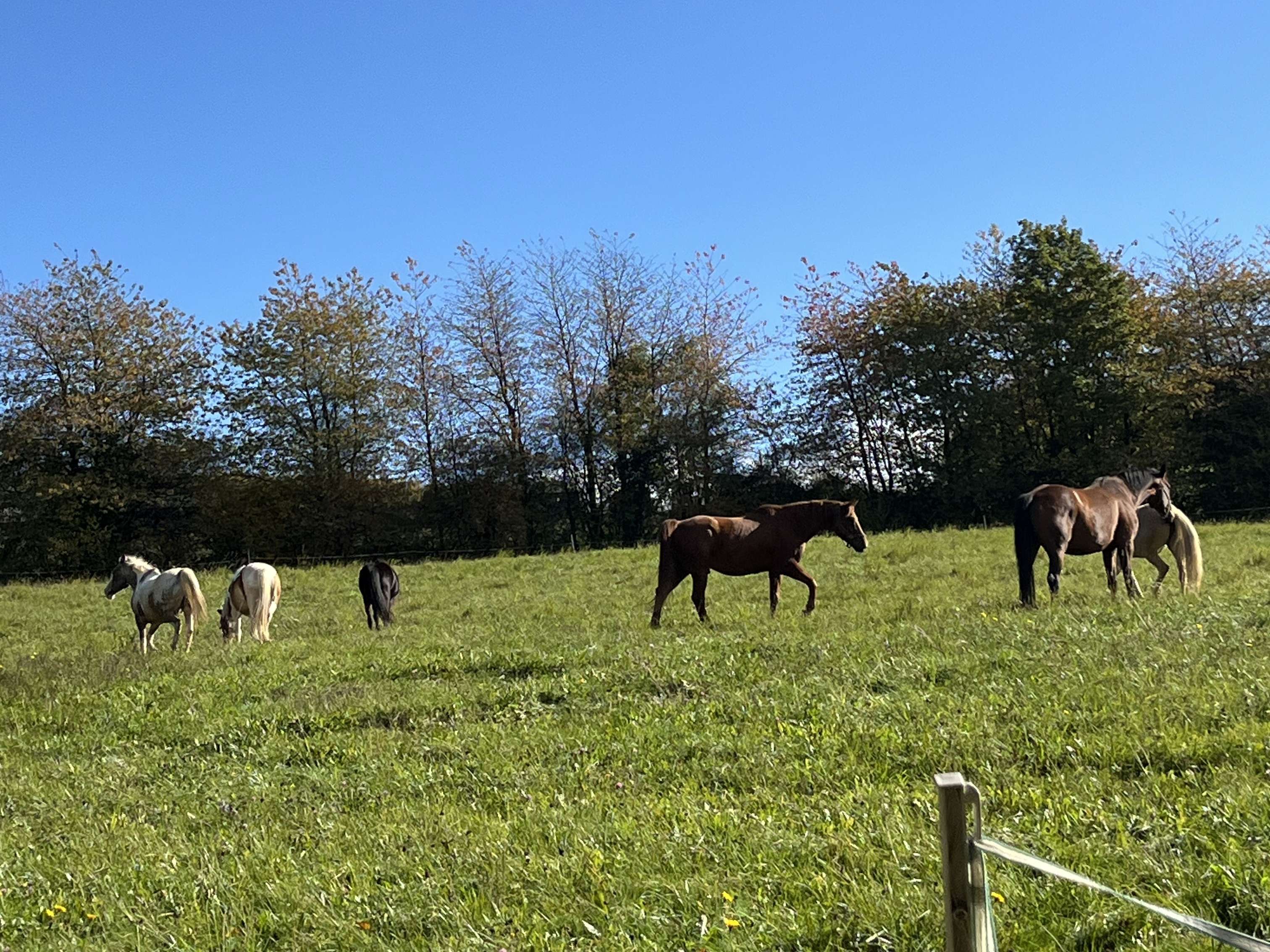 Ansicht 3 von Ponyhof Karger