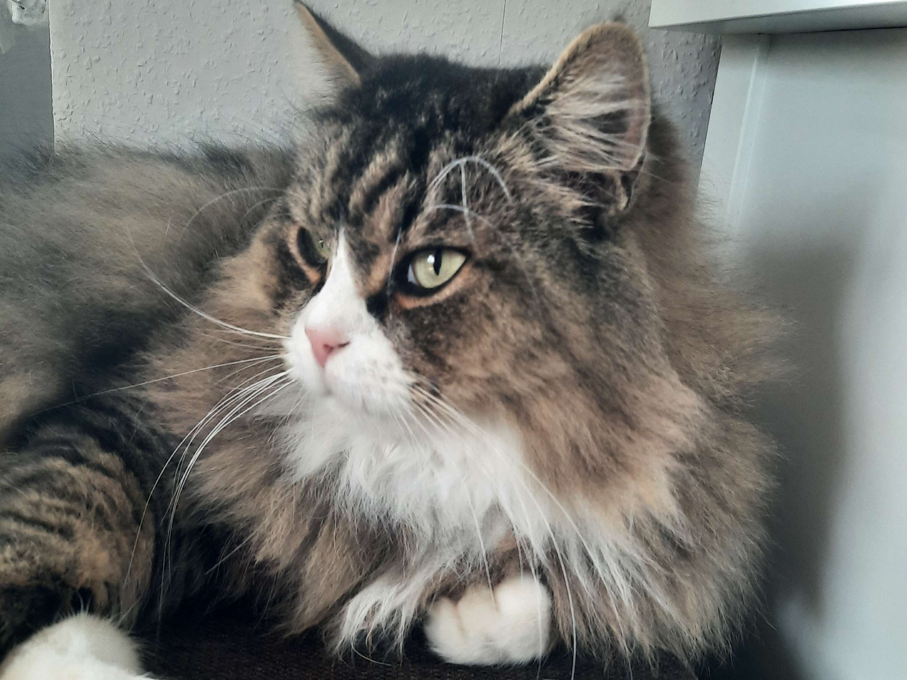 Ansicht 3 von Susanne Struck Tierärztin