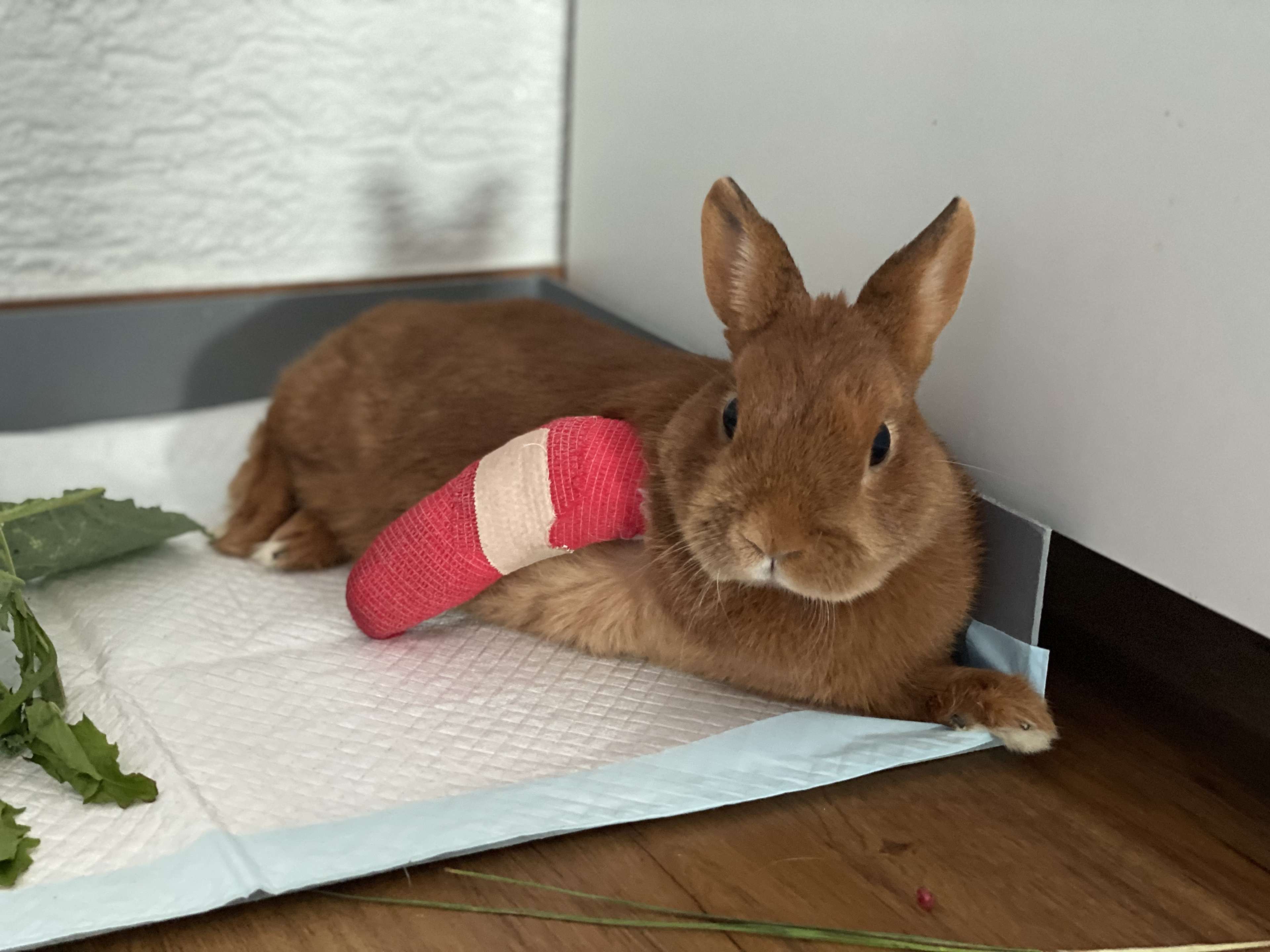Ansicht 3 von AniCura Kleintierspezialisten Augsburg