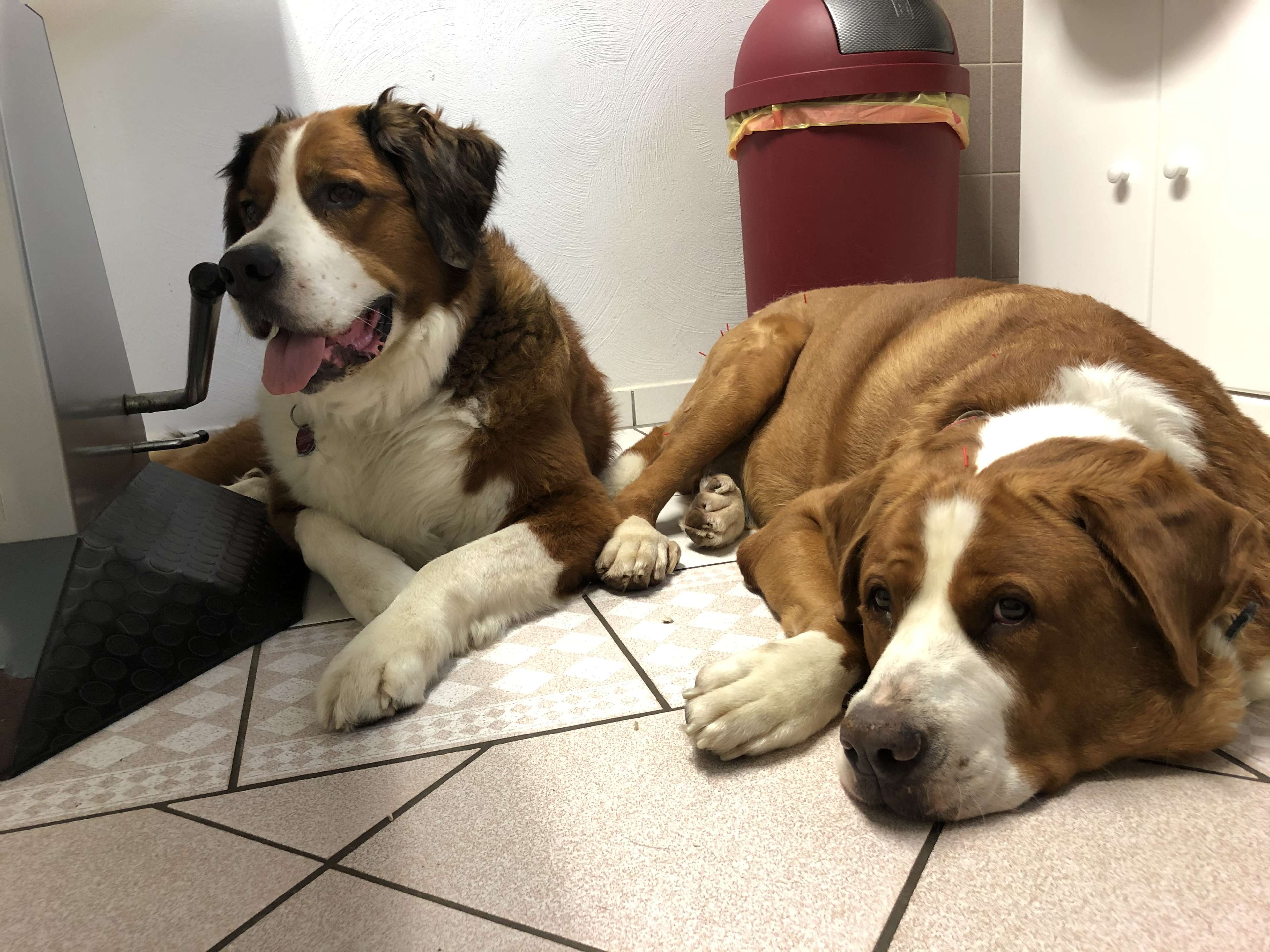 Ansicht 2 von Dr.med.vet. Giuliana Fumagalli Tierärztin