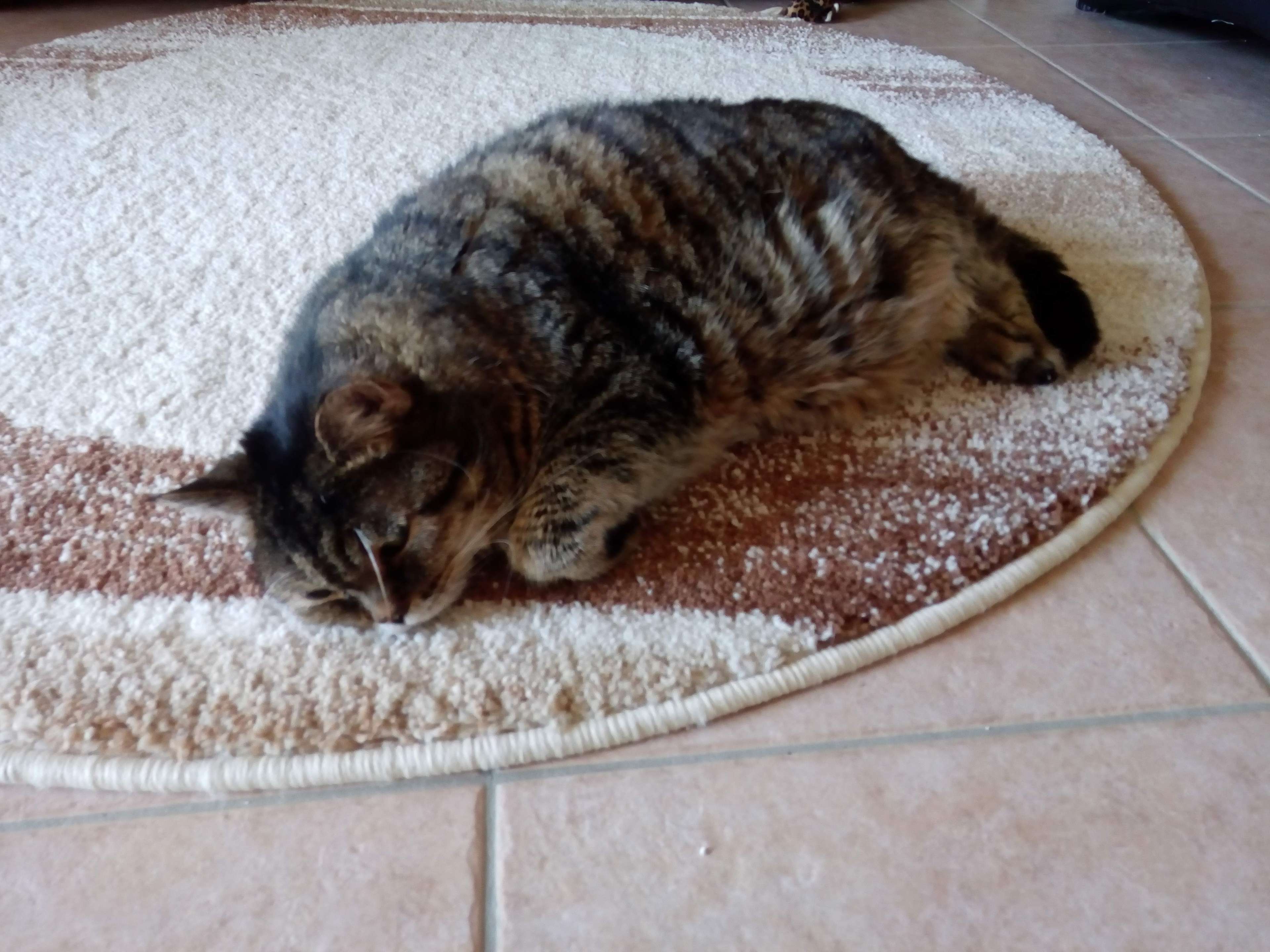 Ansicht 3 von Katzenpraxis Cat-Vet (Inh. Katja Culmsee)