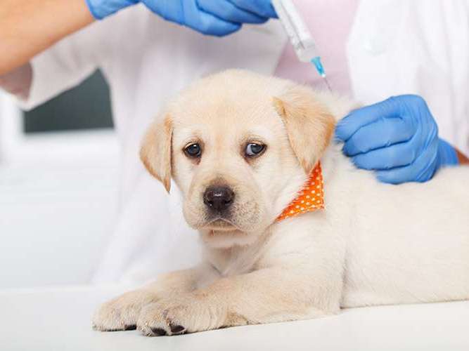Ansicht 2 von Tierärztliche Gemeinschaftspraxis Dr. Schmidt / Korsawe-Kiemer