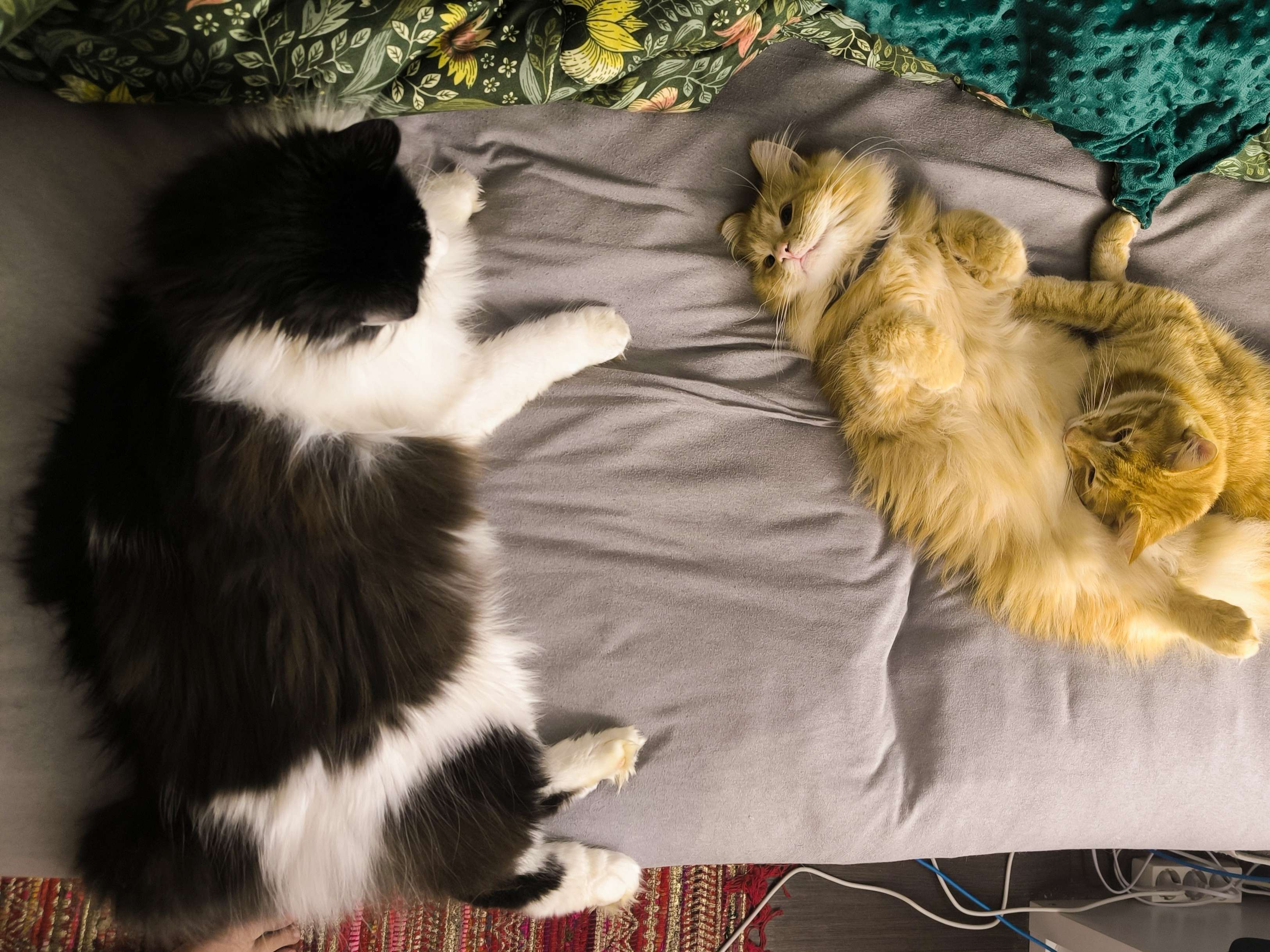 Ansicht 1 von Tierarztpraxis und Katzenpension Geltow