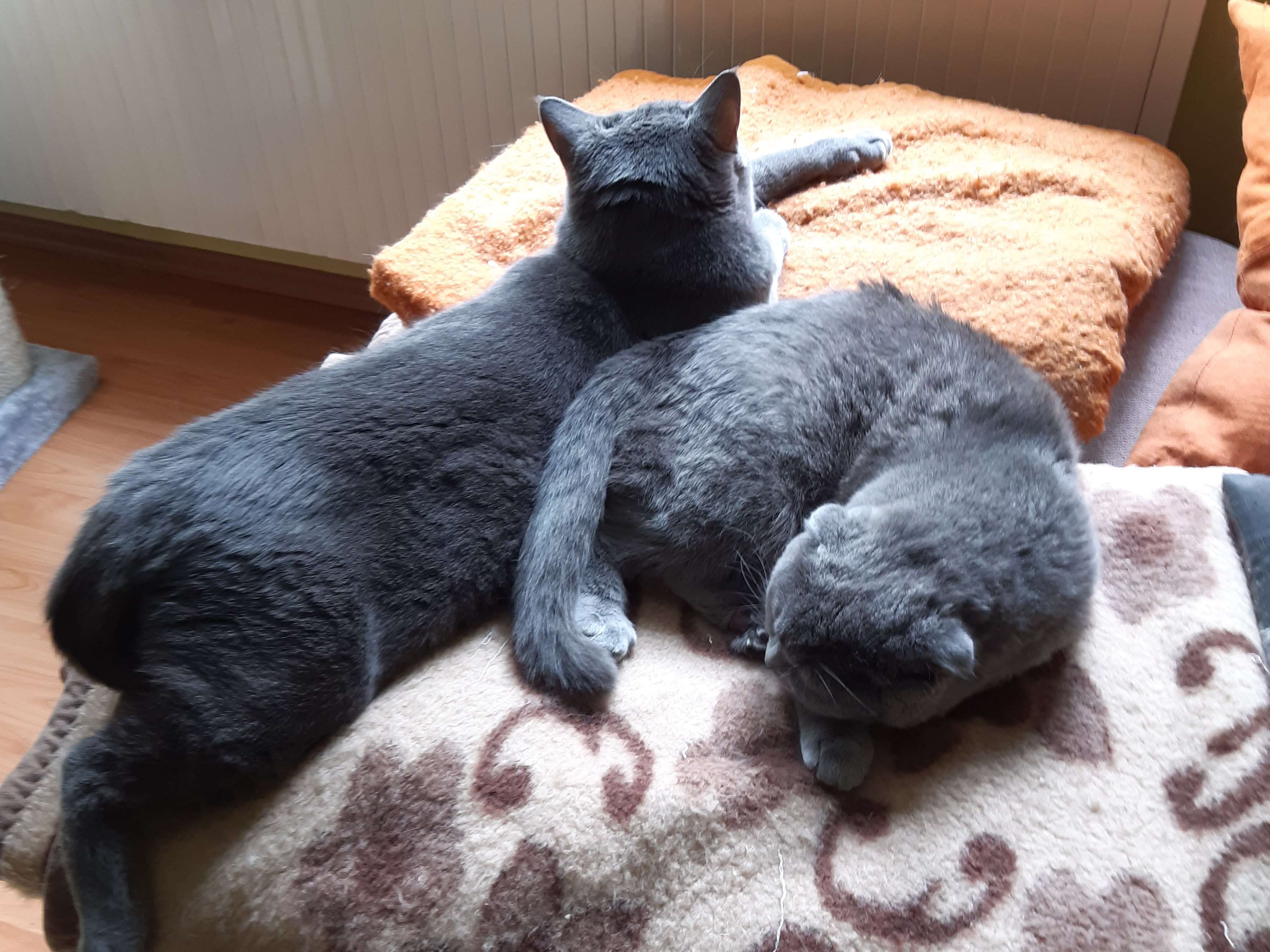 Ansicht 4 von Tierärztin Tatjana Tolkmitt