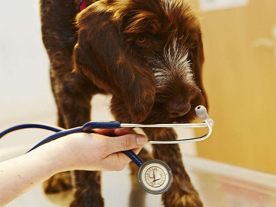 Ansicht 3 von Tierarzt Dr. Marten | Wennigsen