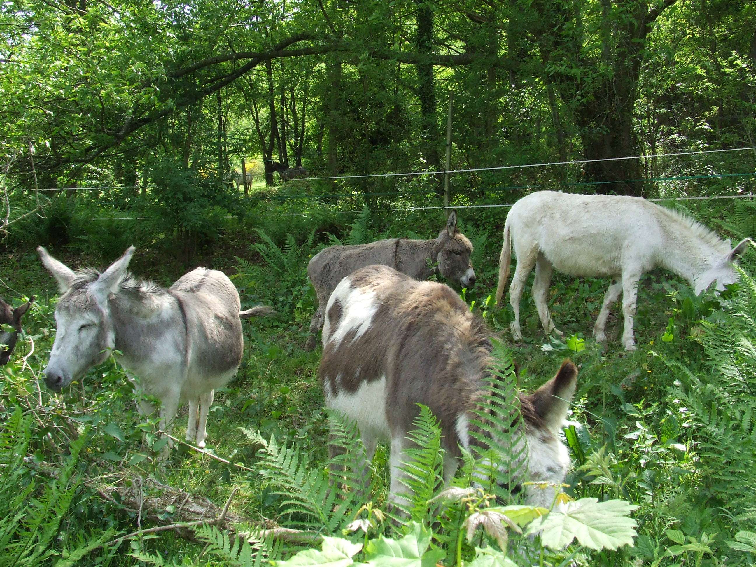 Ansicht 4 von Tierarztpraxis Doris Dühr-Bien