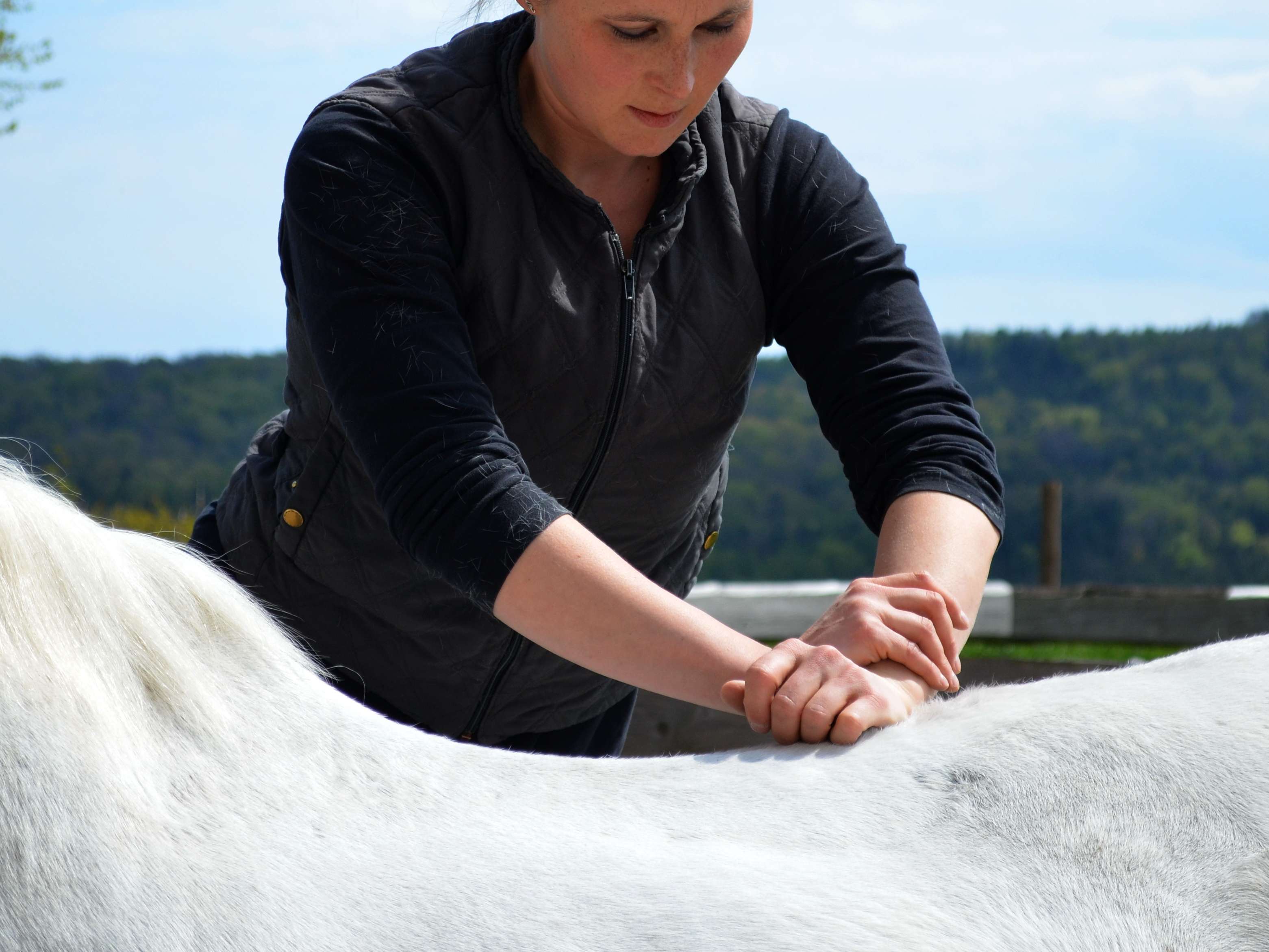 Ansicht 3 von Tierarztpraxis Uta Bunge - Praxis für Veterinärchiropraktik