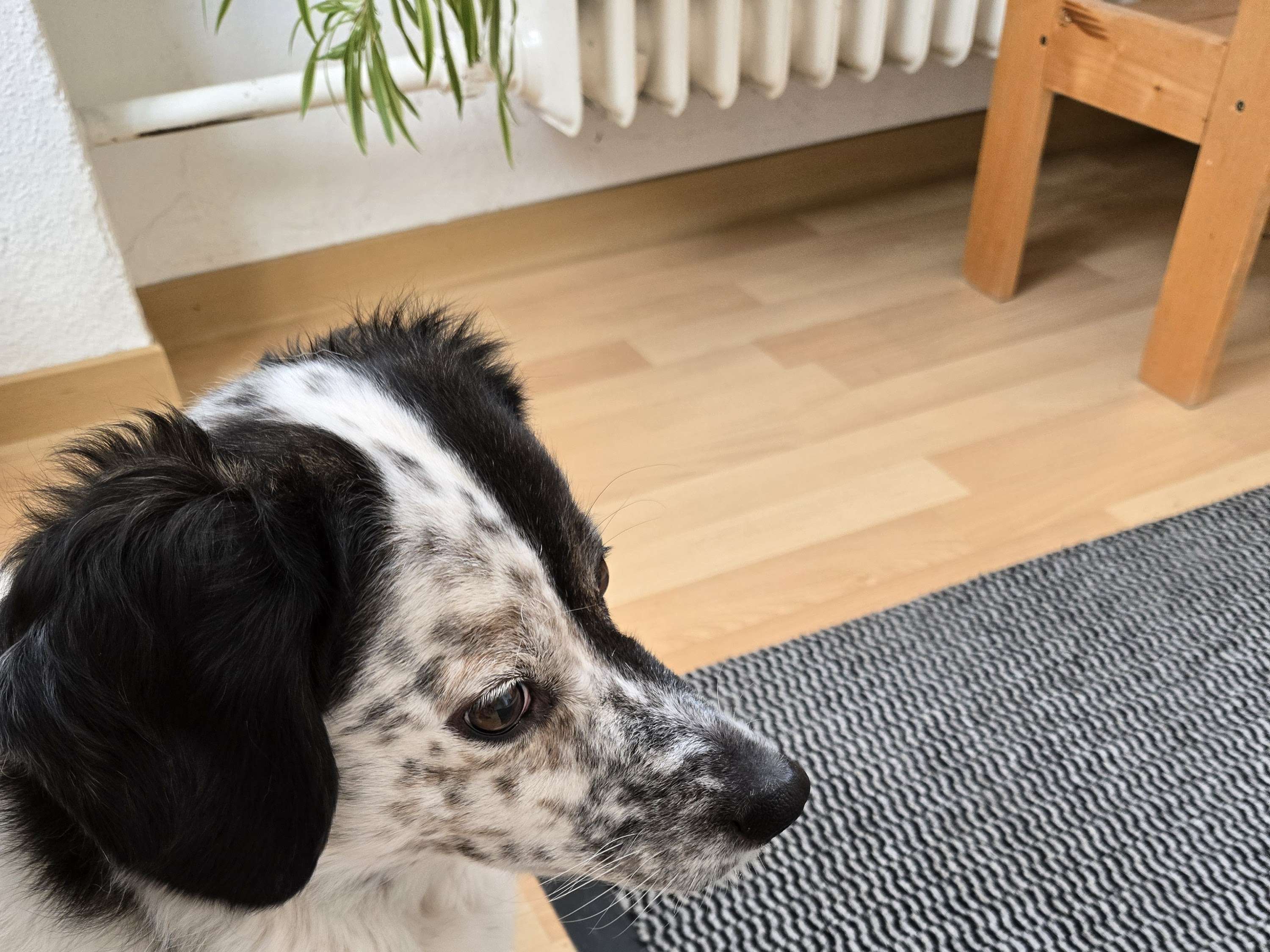 Ansicht 2 von Tierärztliche Gemeinschaftspraxis Dr. Gudula Schaper & Dr. Alexandra Schröder