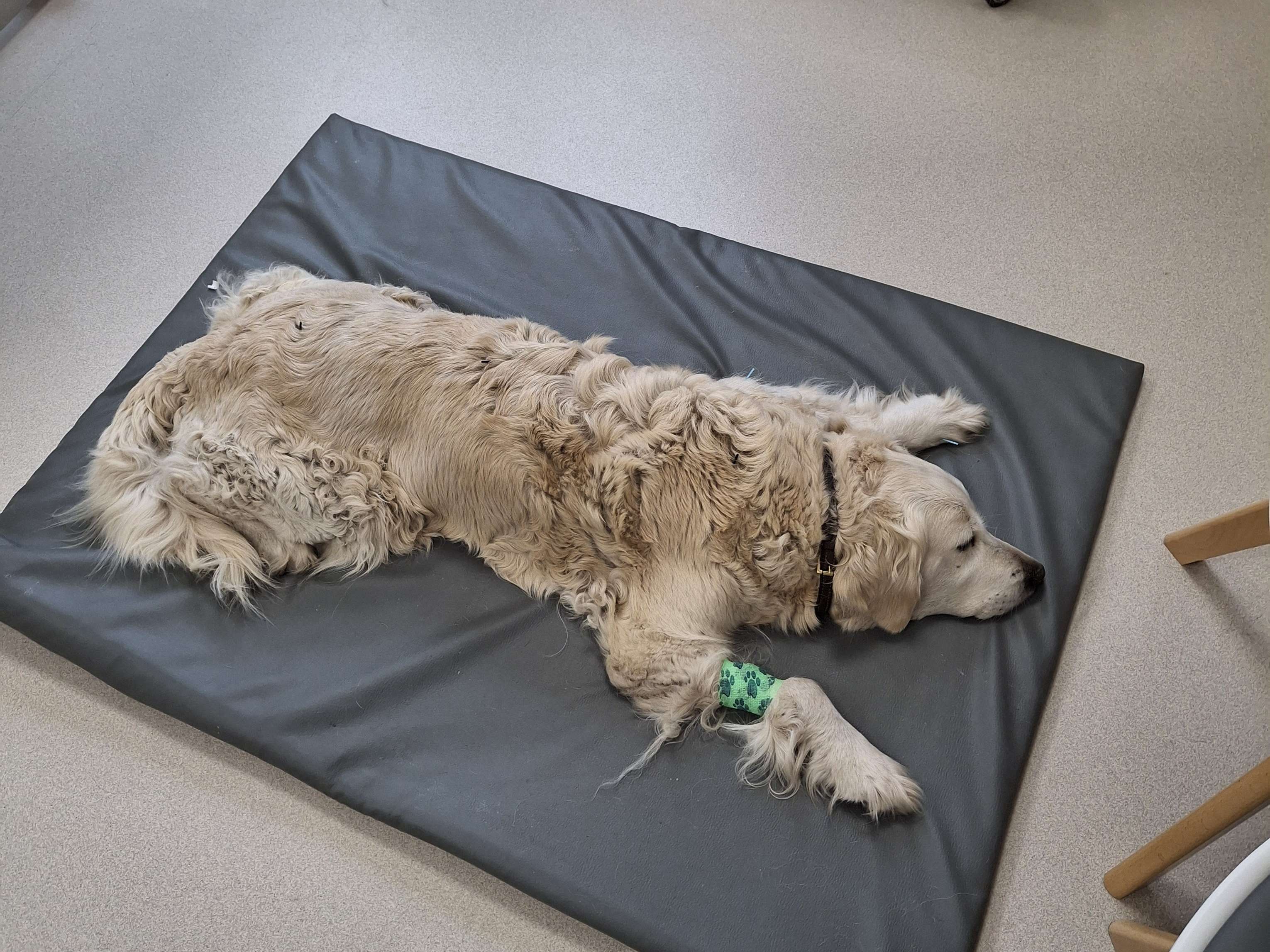 Ansicht 4 von Tiergesundheitsteam Punktgenau Tierärztin Birgitt Willms