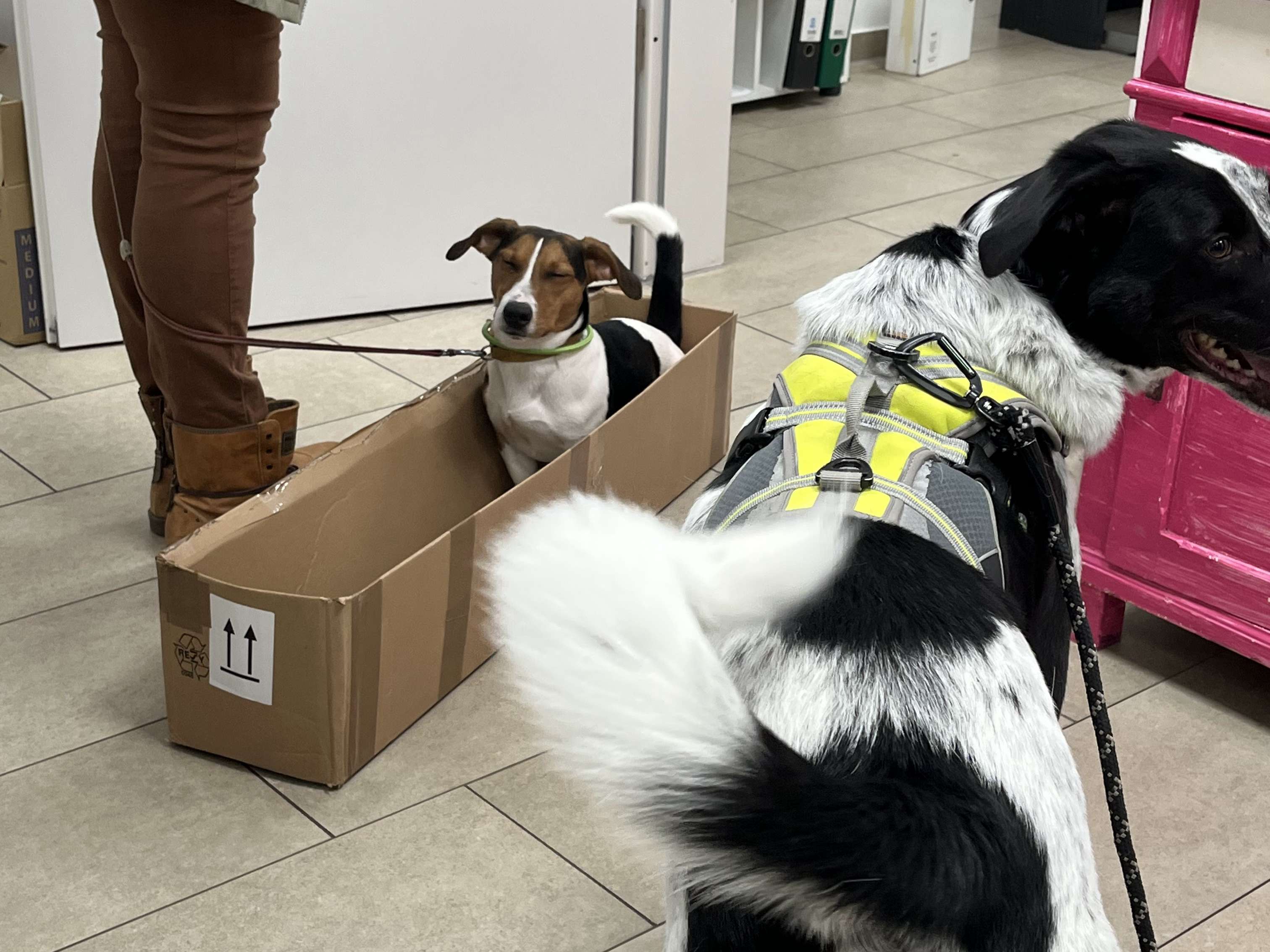 Ansicht 2 von Tierärztliche Praxis Tanja Honerkamp
