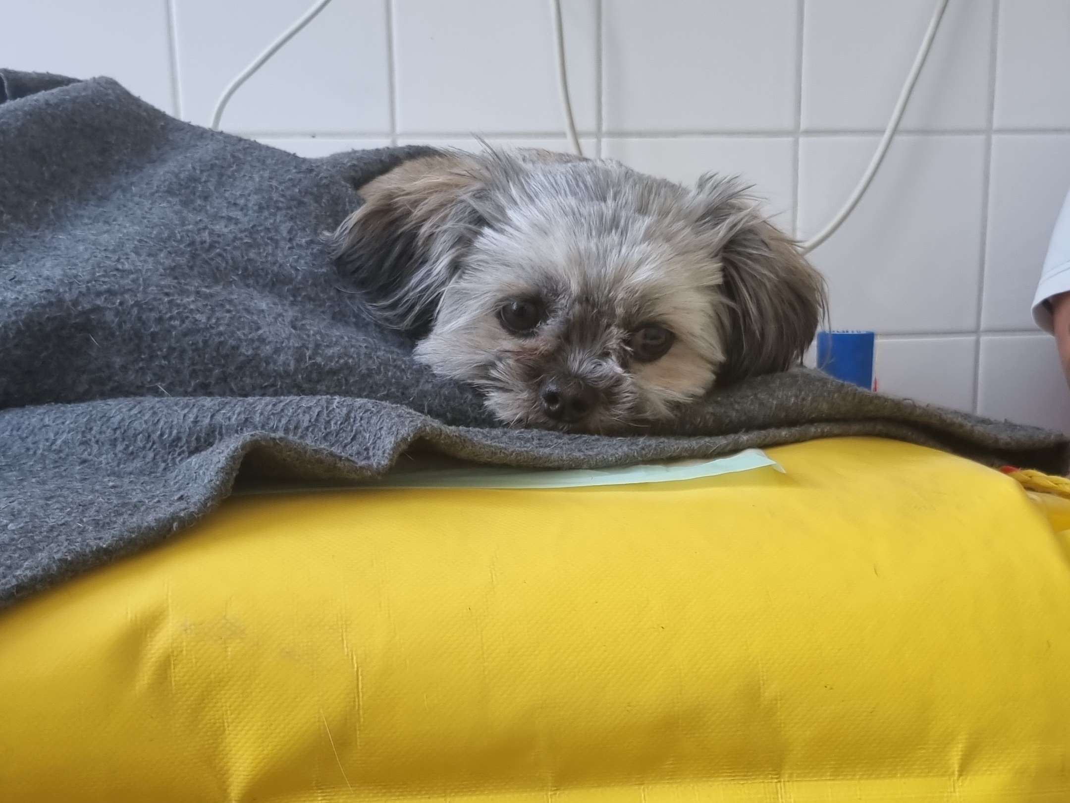 Ansicht 3 von Tierärztliche Klinik für Klein- und Heimtiere