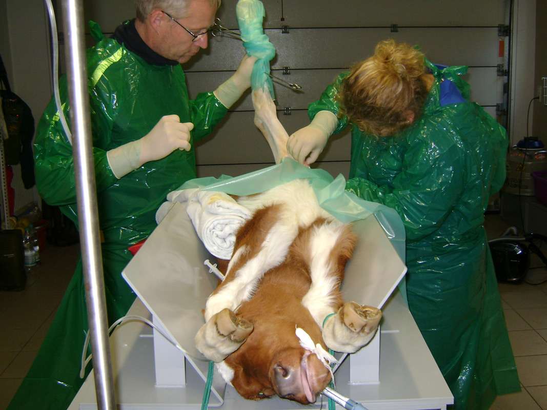 Ansicht 3 von Tierärzte Mettendorf