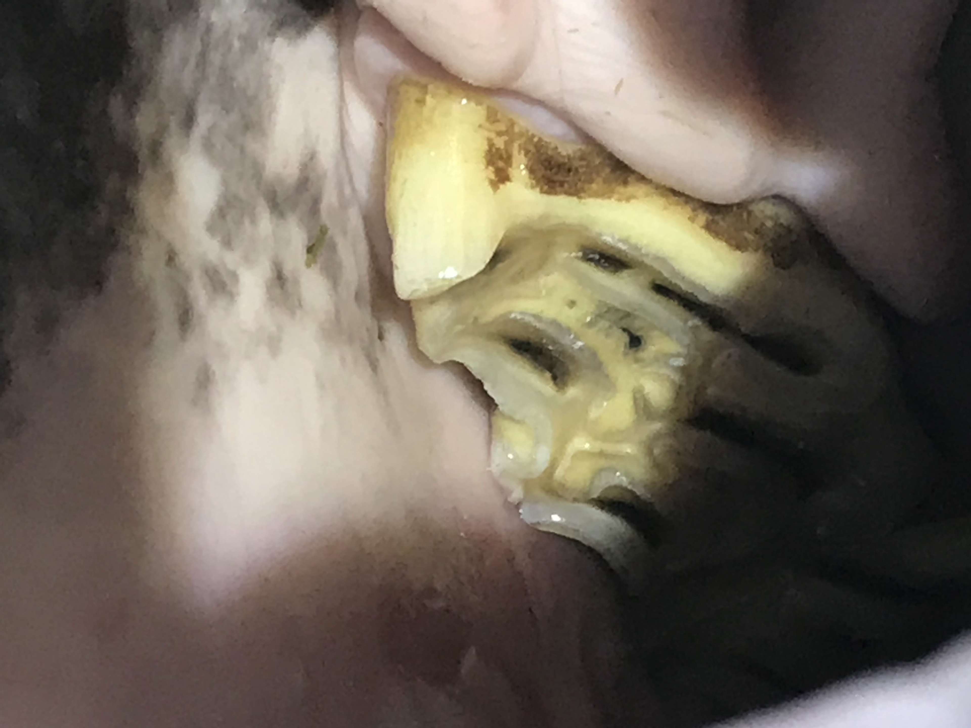 Ansicht 2 von Pferdedentalpraxis Jan Fiedler