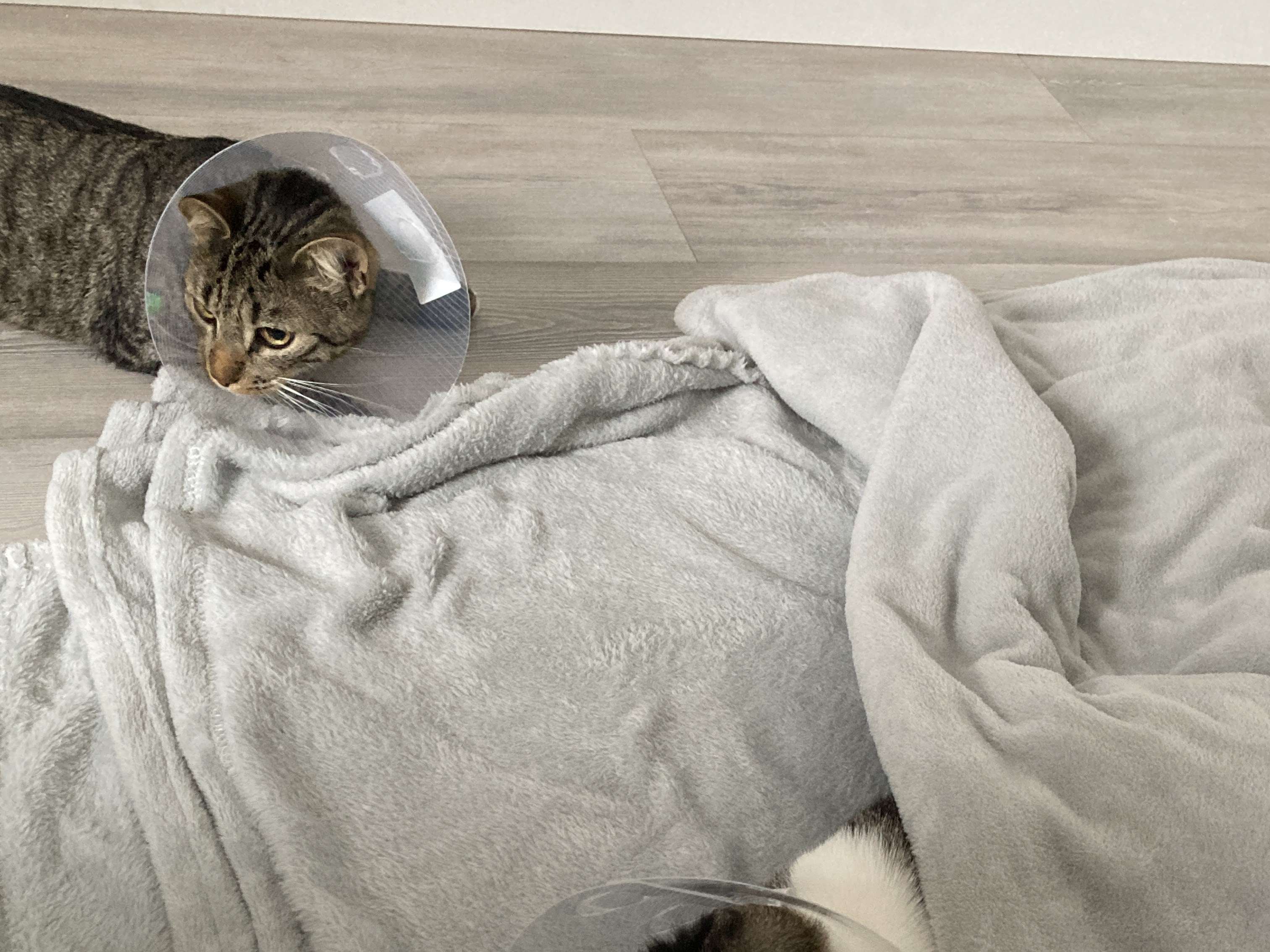 Ansicht 1 von felmo Mobiler Tierarzt Essen