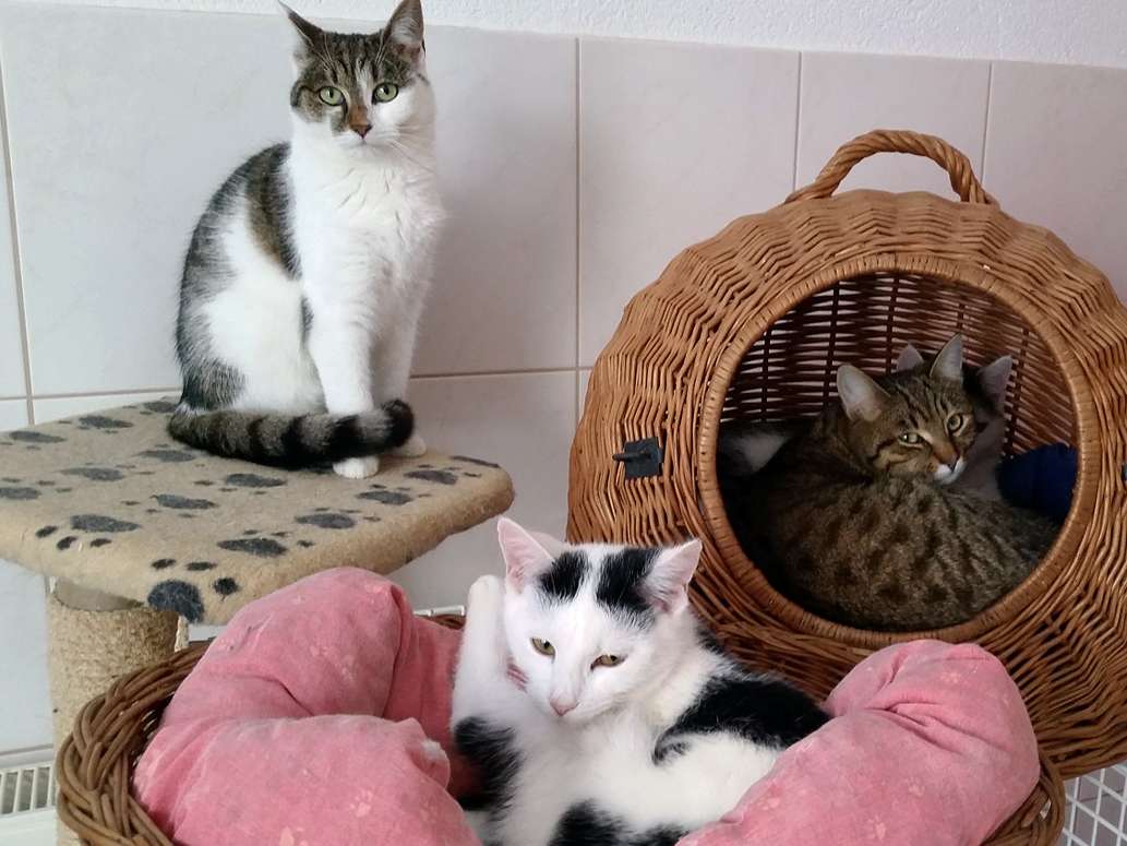 Ansicht 4 von Tierarztpraxis Gärtner in Brand-Erbisdorf