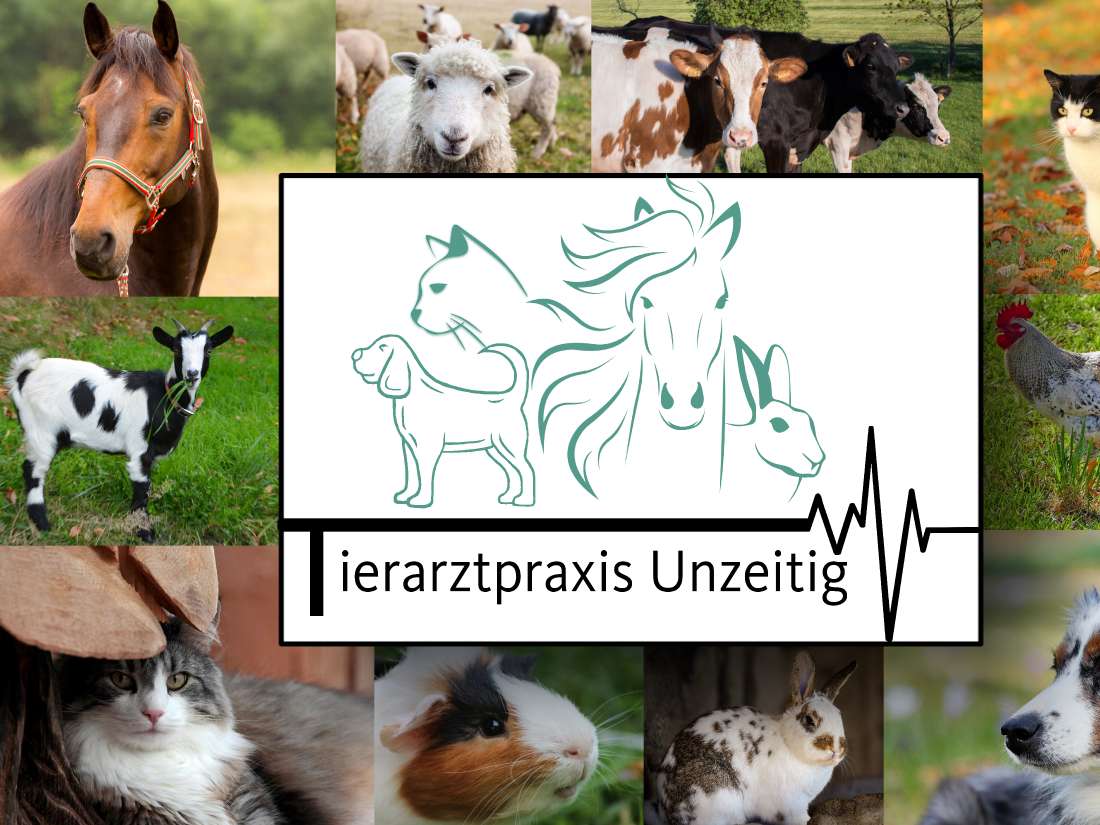 Ansicht 4 von Anke Unzeitig Tierärztin
