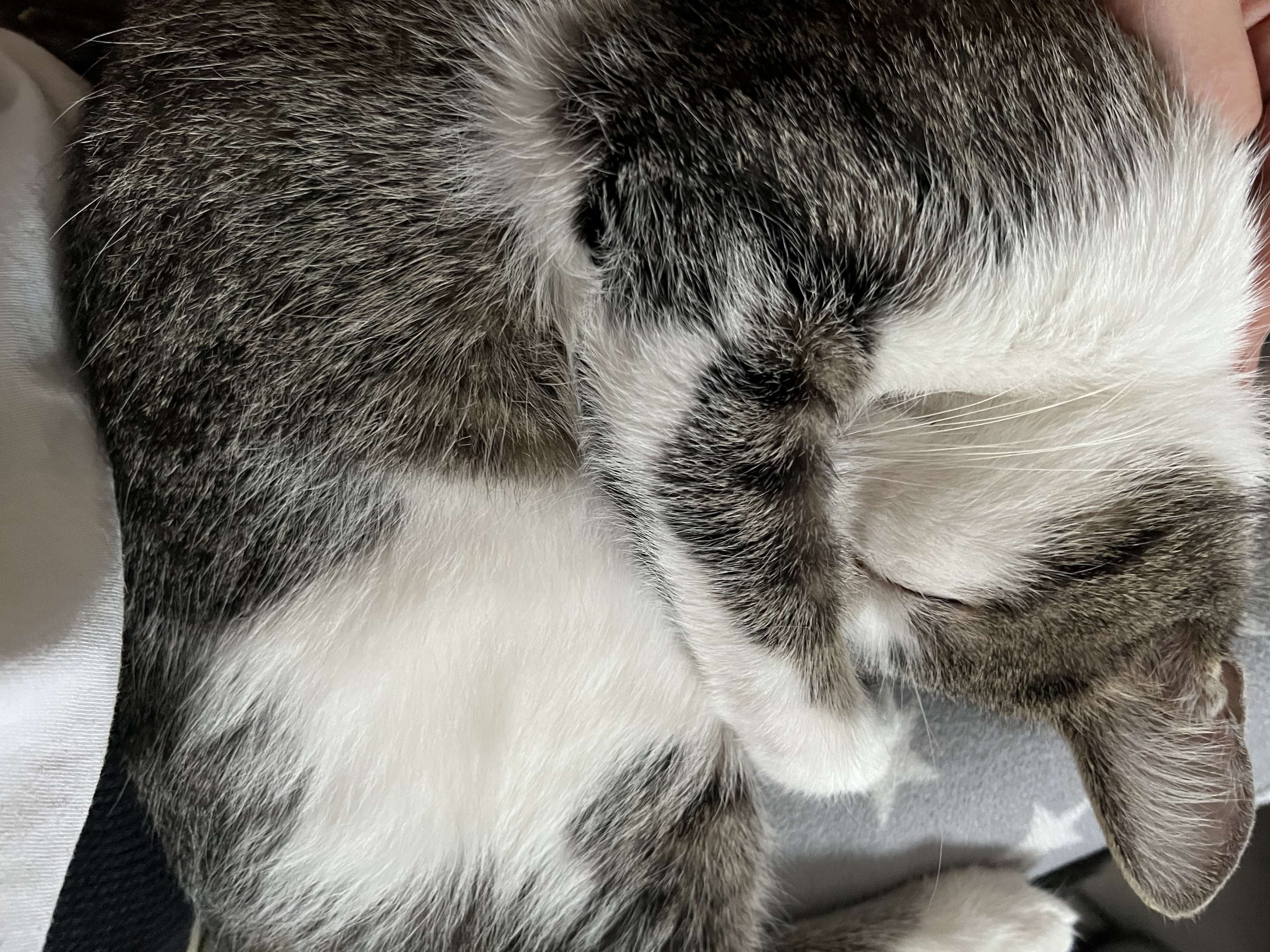 Ansicht 5 von Tierarztpraxis für Klein- und Heimtiere Monika Grafl