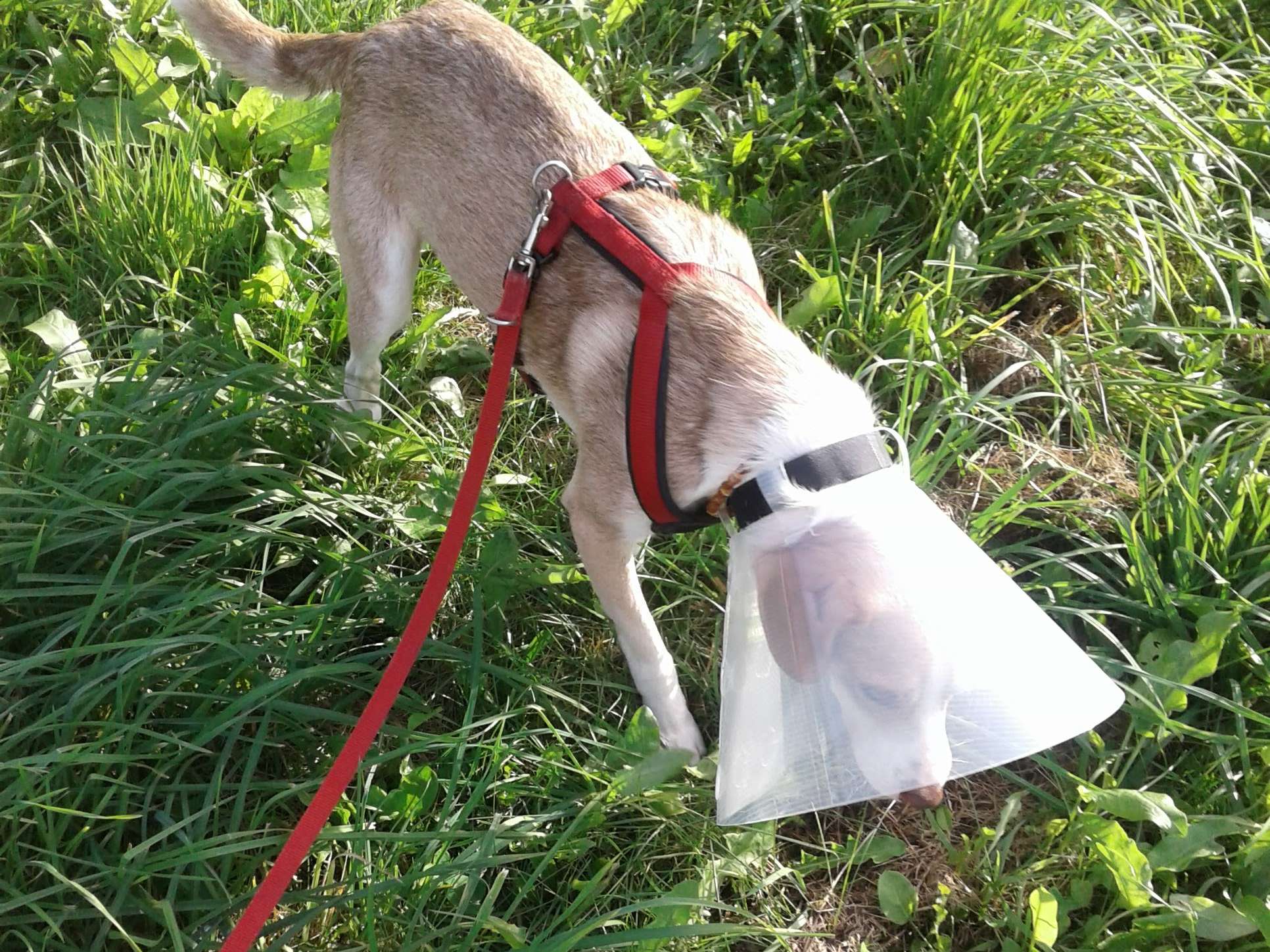Ansicht 3 von Dr.med.vet. Elke Maiwald-Gindhart Tierärztin